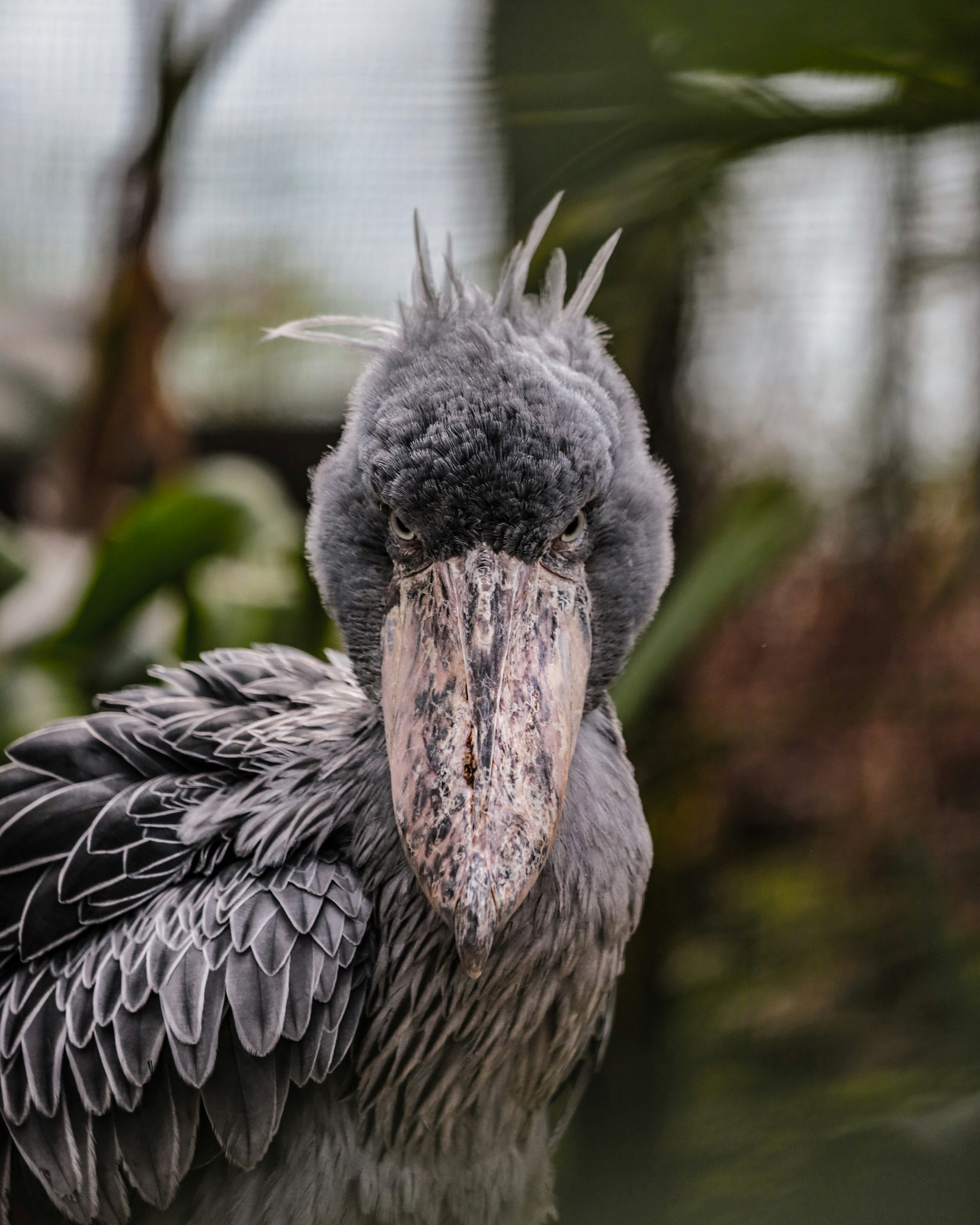 灰色の鳥のクローズアップで、特徴的な大きなくちばしと羽毛が見える