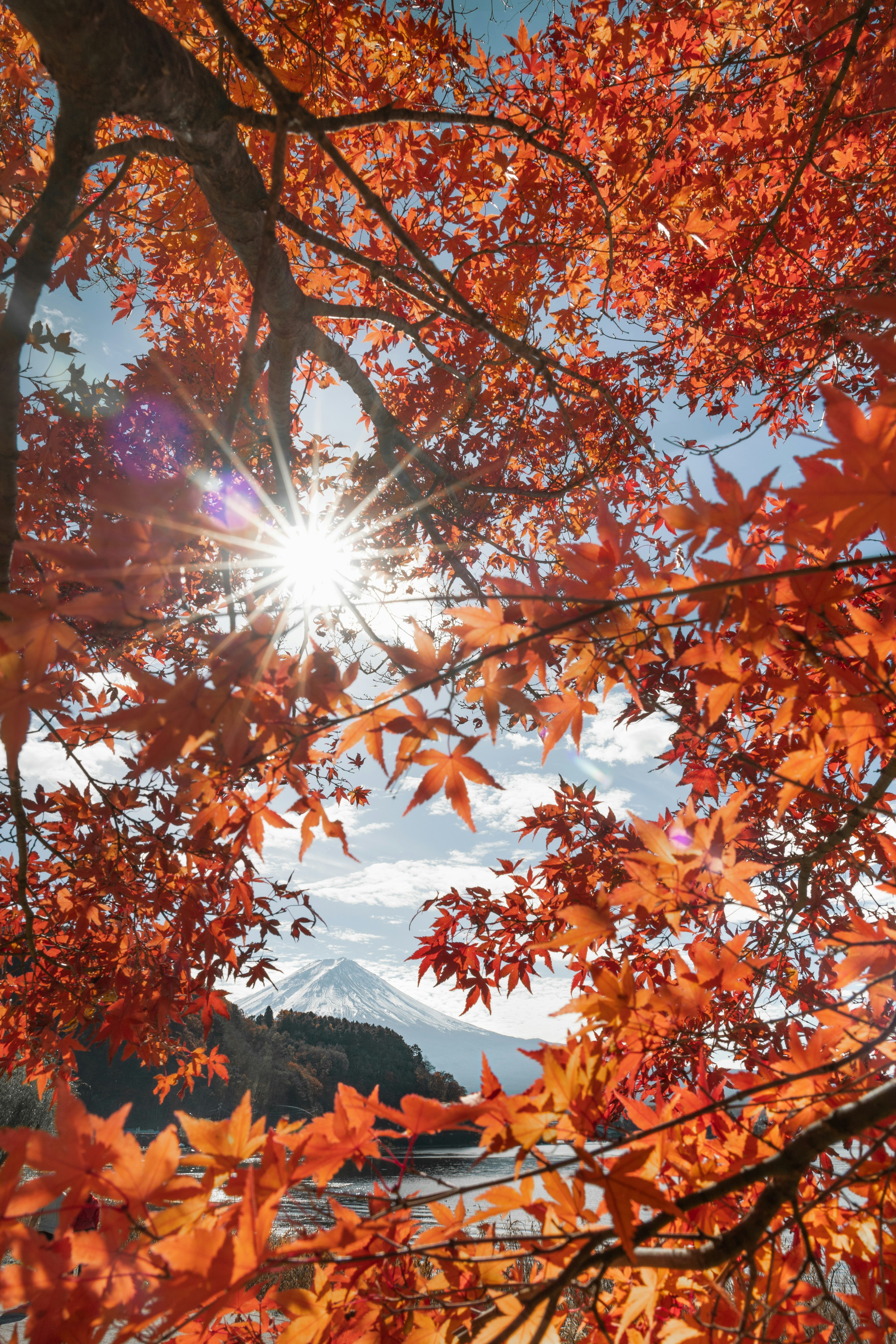 Bellissimo fogliame autunnale con la luce del sole che splende attraverso