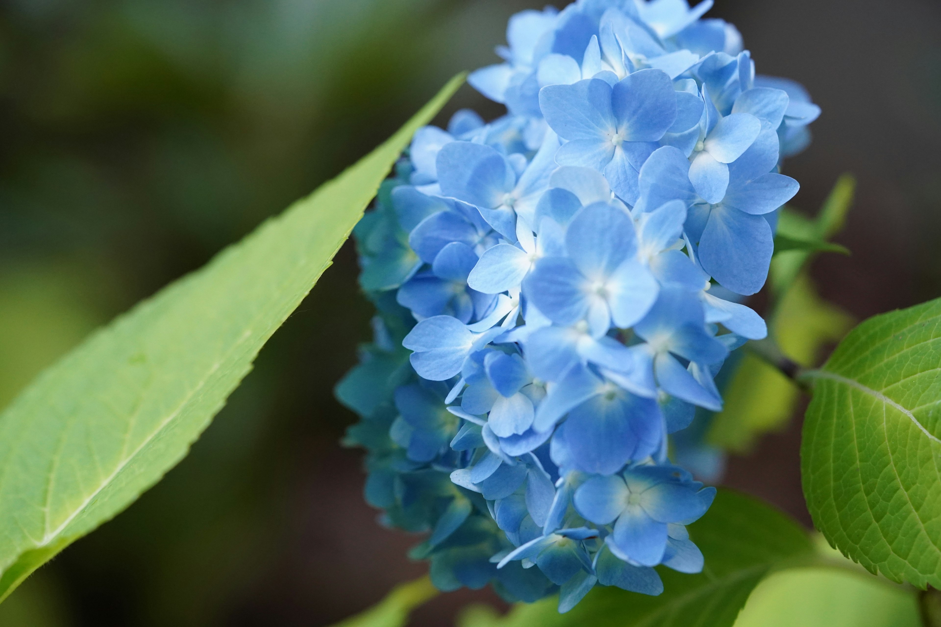 Fiore di ortensia blu con foglie verdi