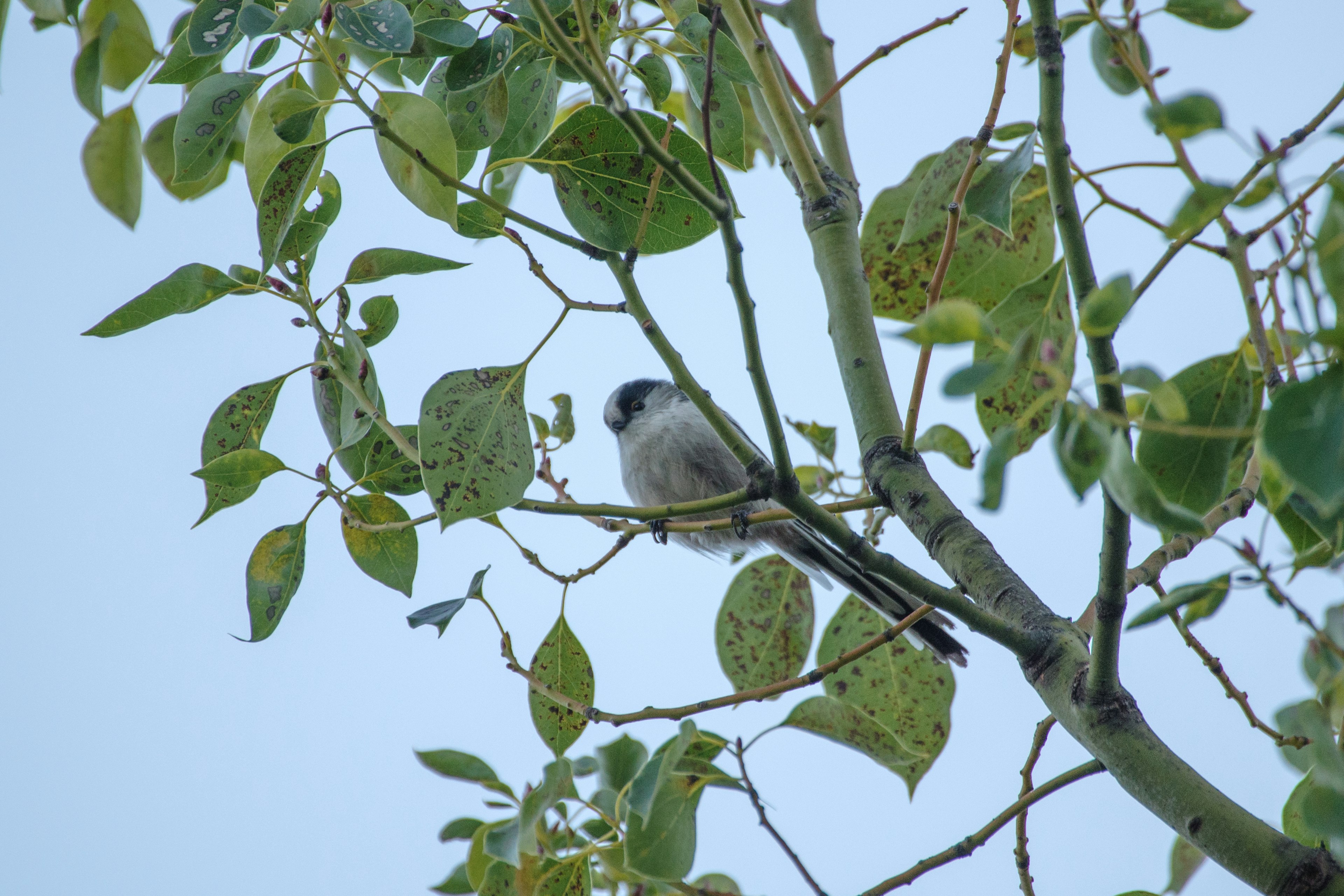 A bird perched on a branch among green leaves