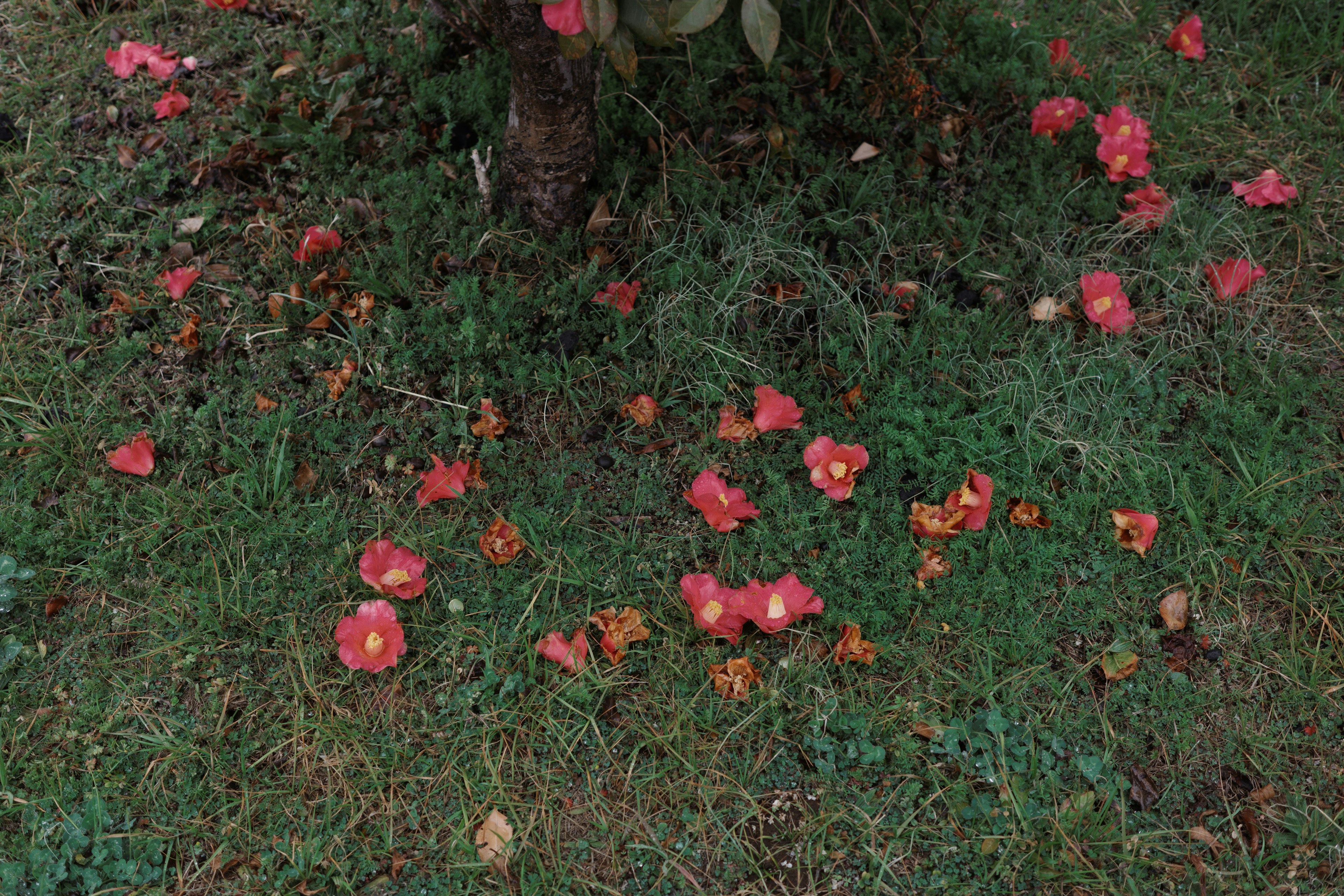 Petals bunga merah berserakan di atas rumput hijau