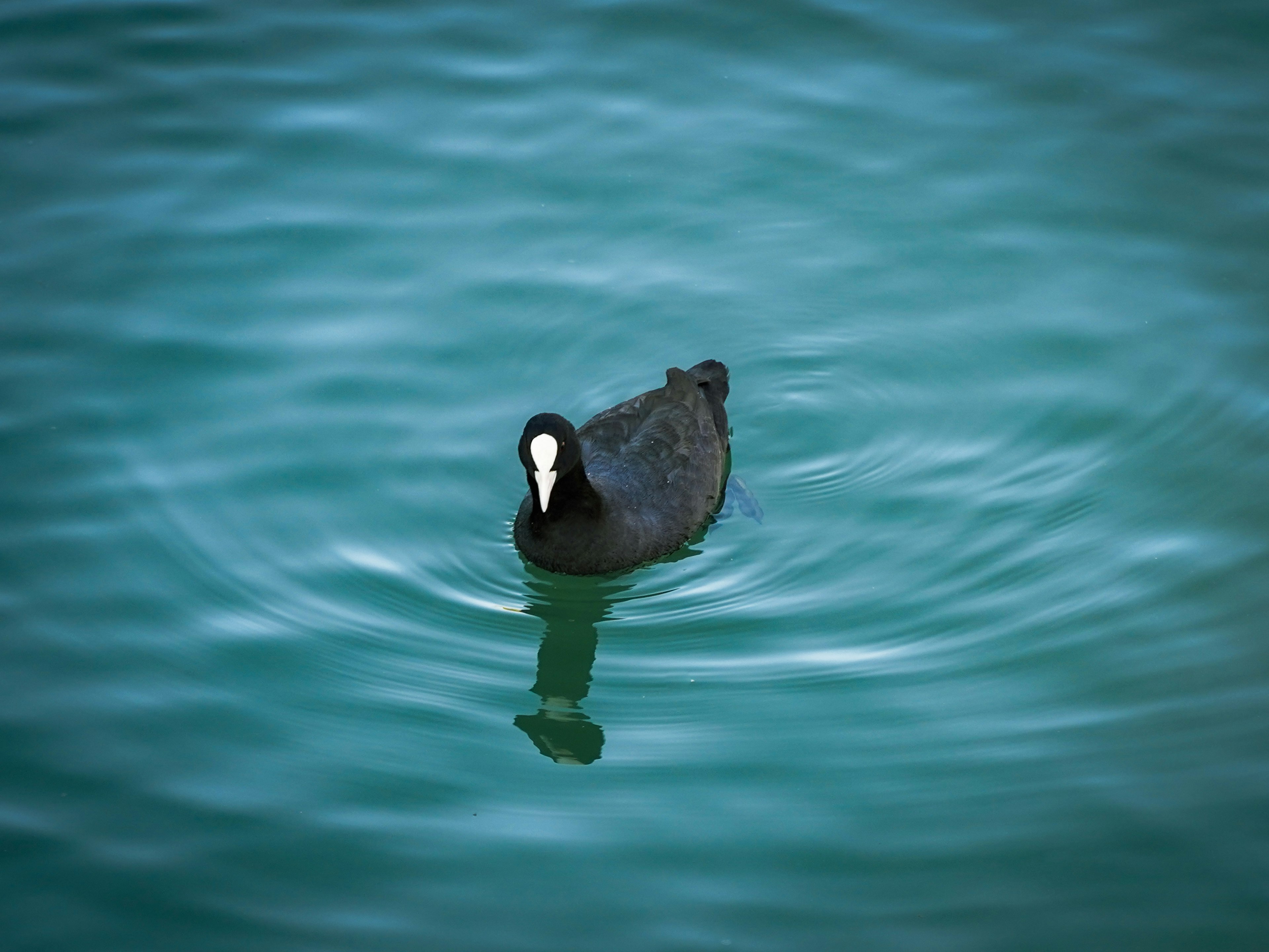 Burung hitam mirip coot yang berenang di atas air turquoise dengan wajah putih yang khas