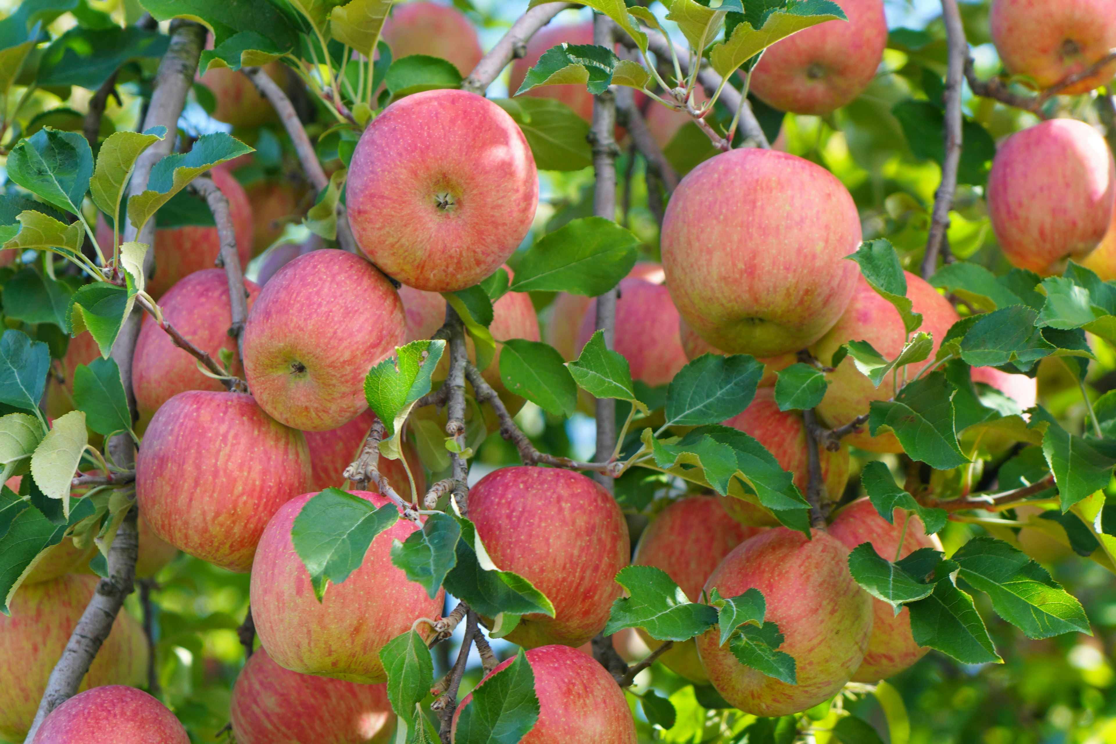 Rama de un manzano con manzanas rojas maduras rodeadas de hojas verdes