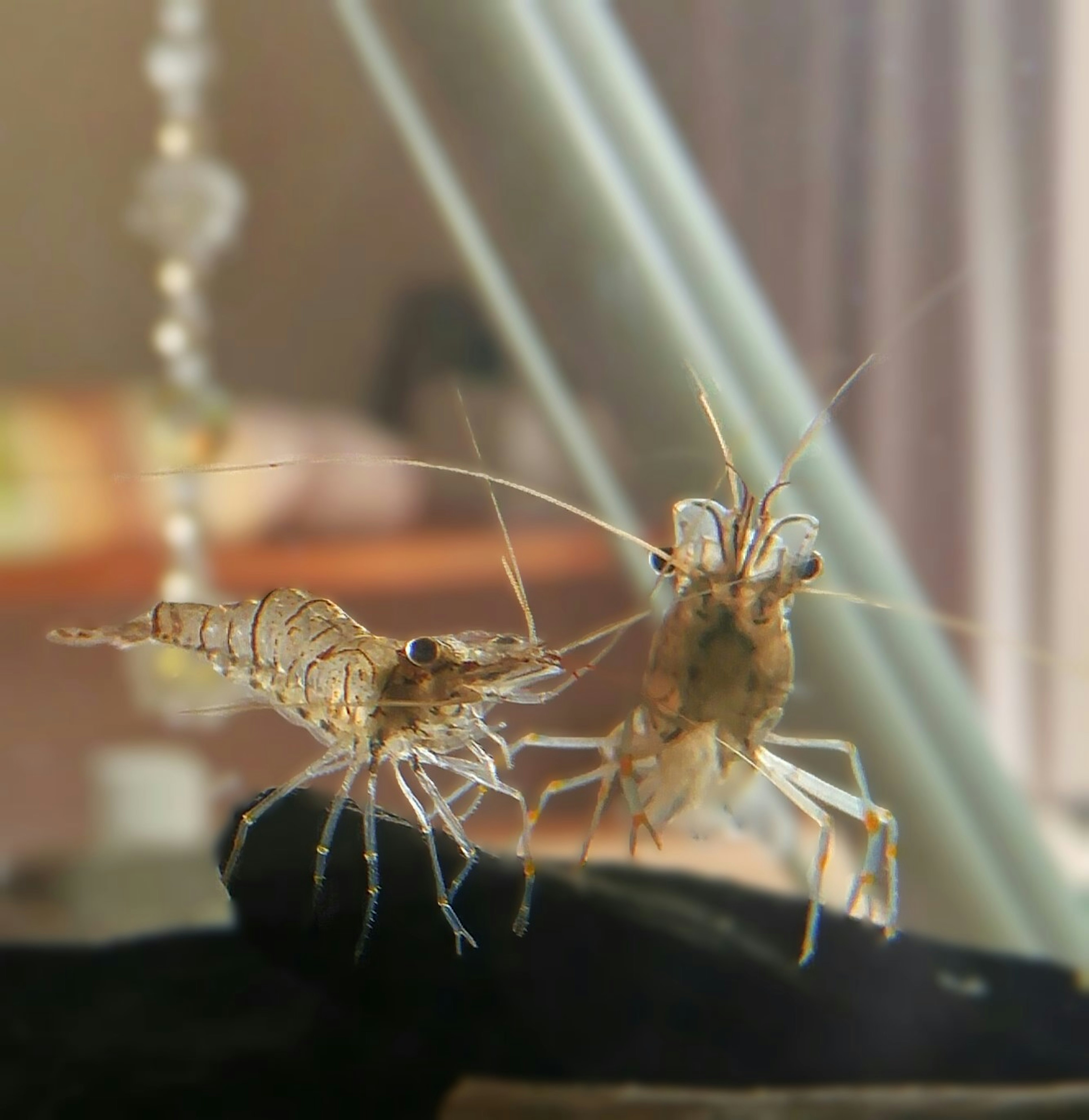 Deux crevettes interagissant dans un aquarium