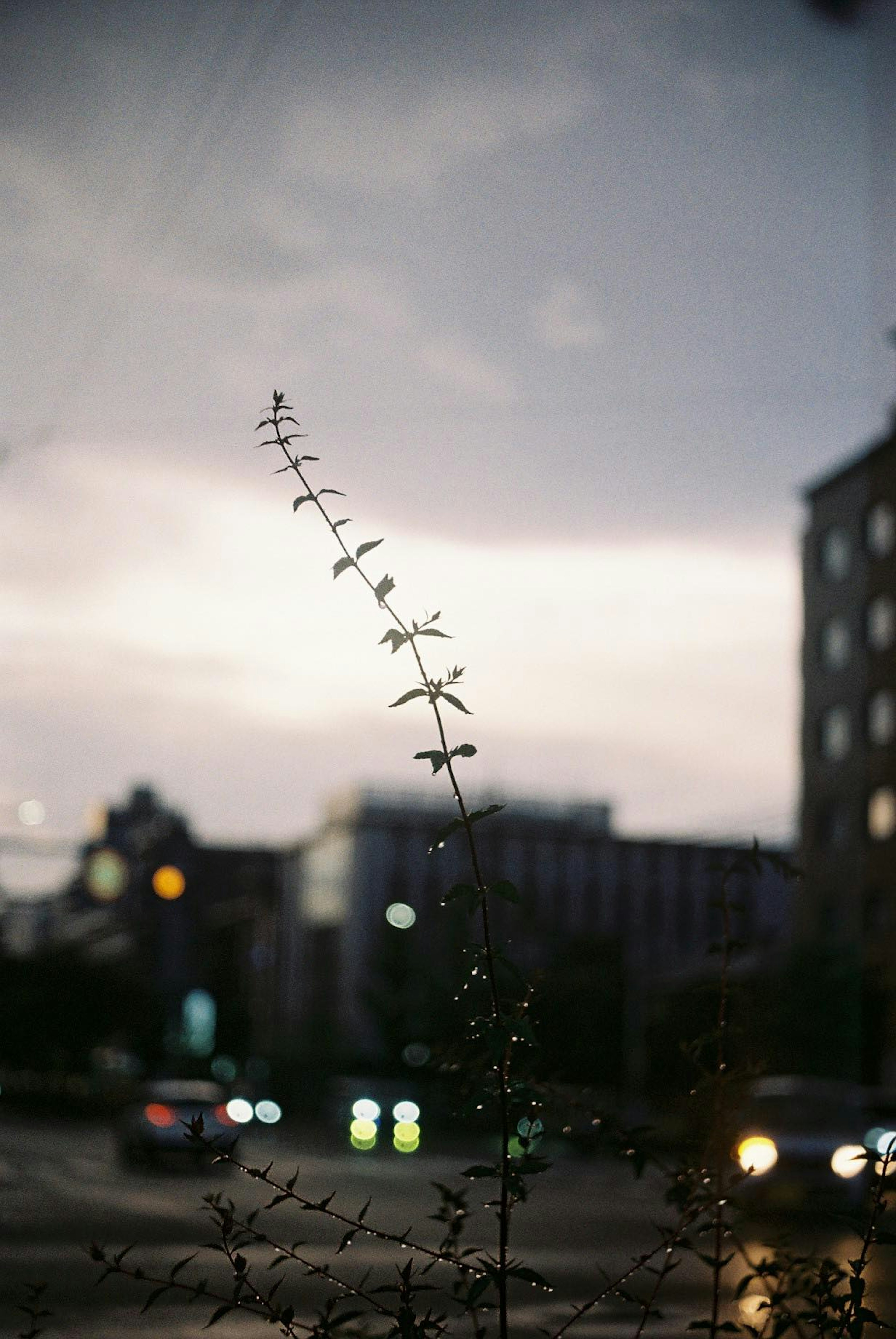 夕暮れ時の街の風景に立つ細い植物のシルエット