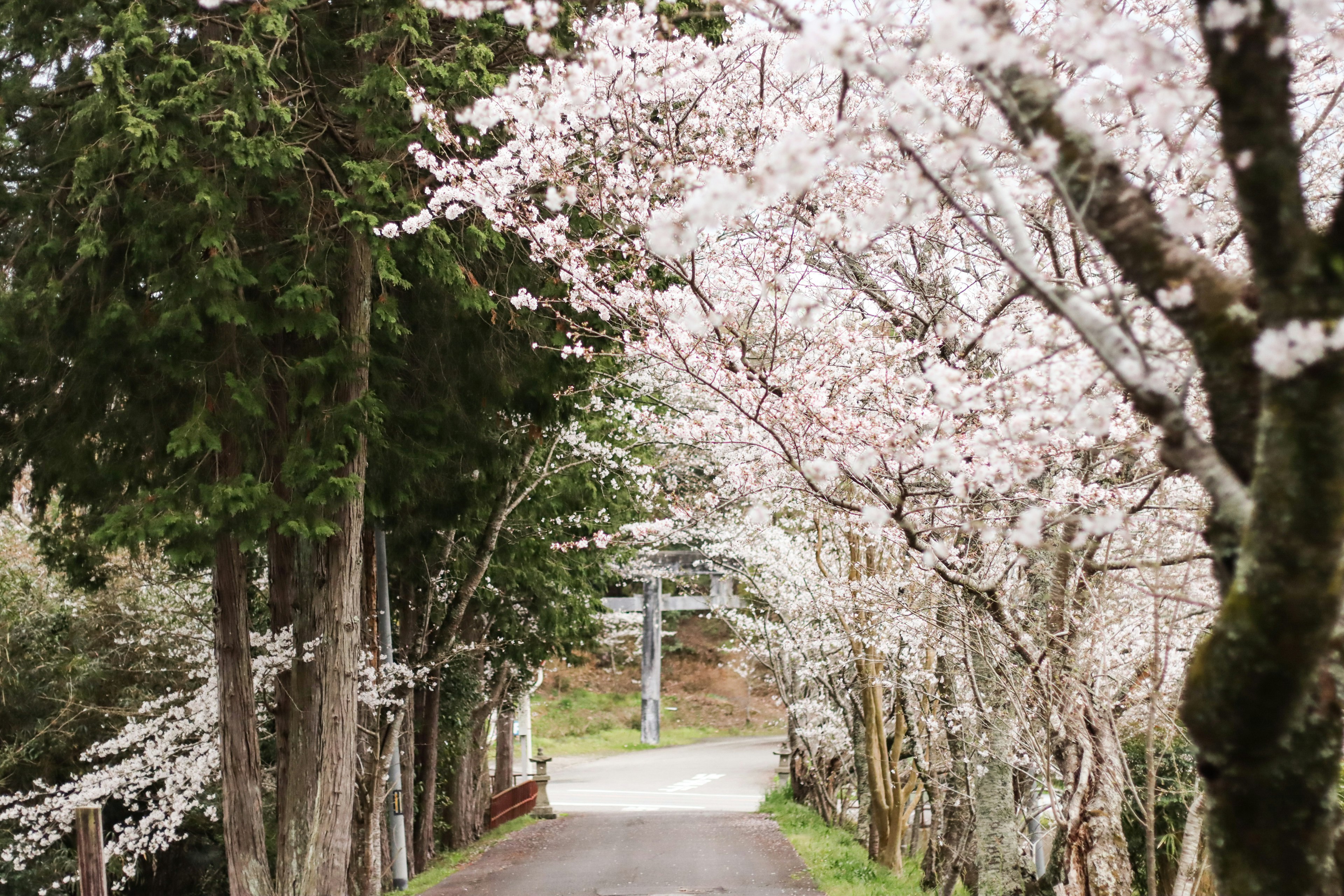 Jalan tenang yang dikelilingi oleh pohon sakura yang mekar