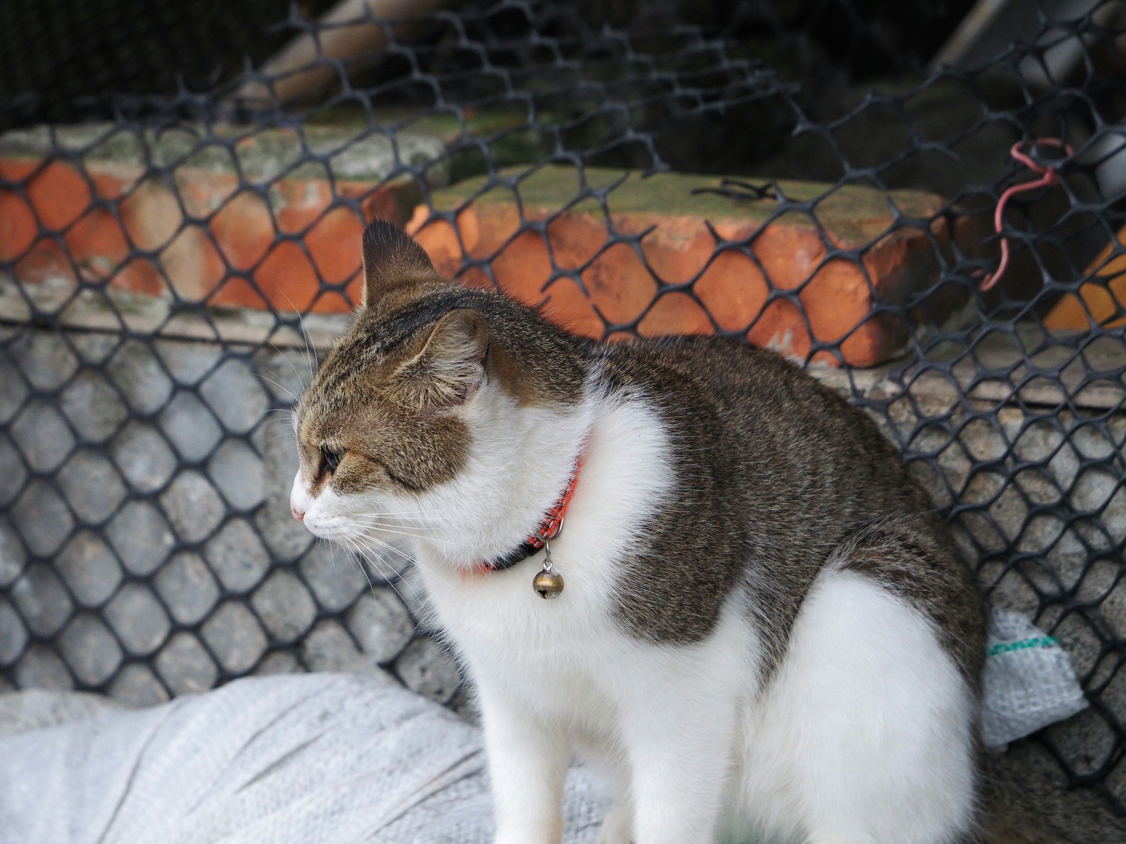 Seekor kucing putih dan coklat duduk di dekat jaring dengan objek oranye di latar belakang