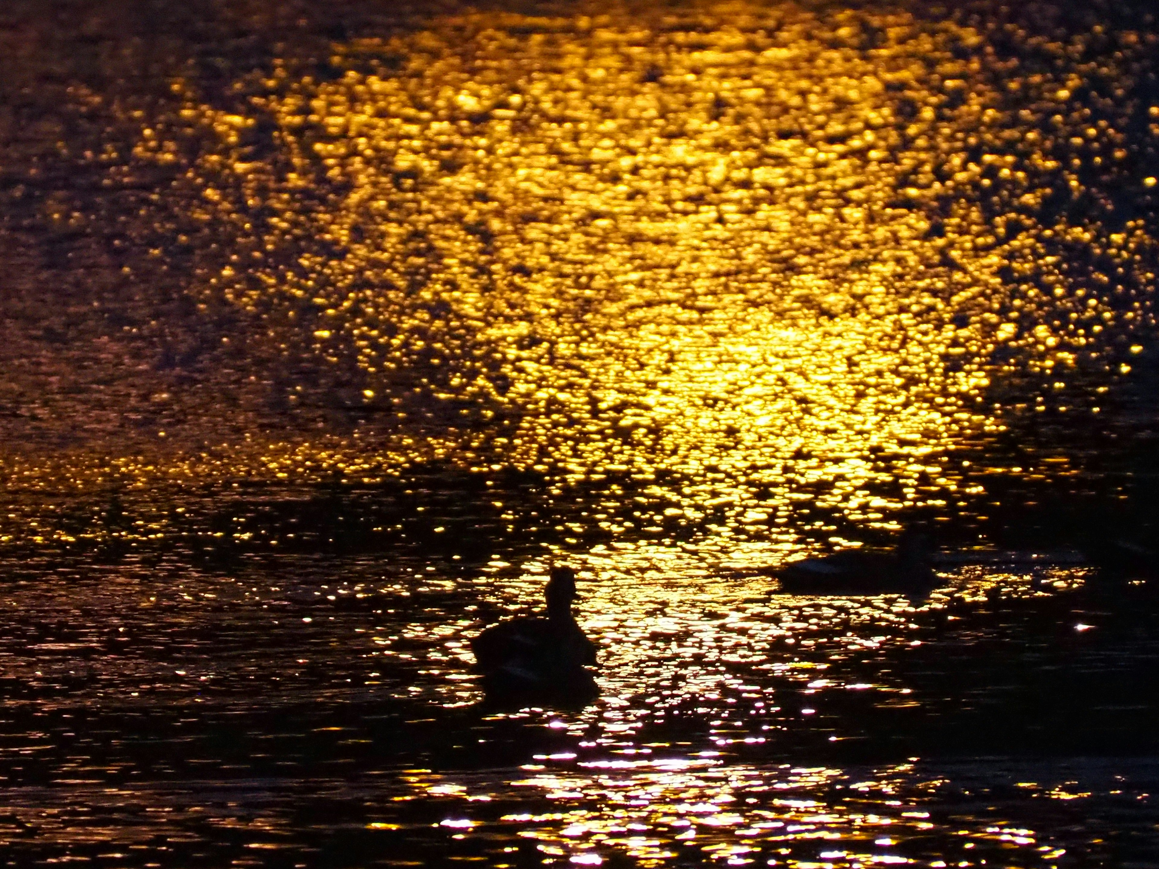 Reflets dorés sur l'eau avec des canards en silhouette