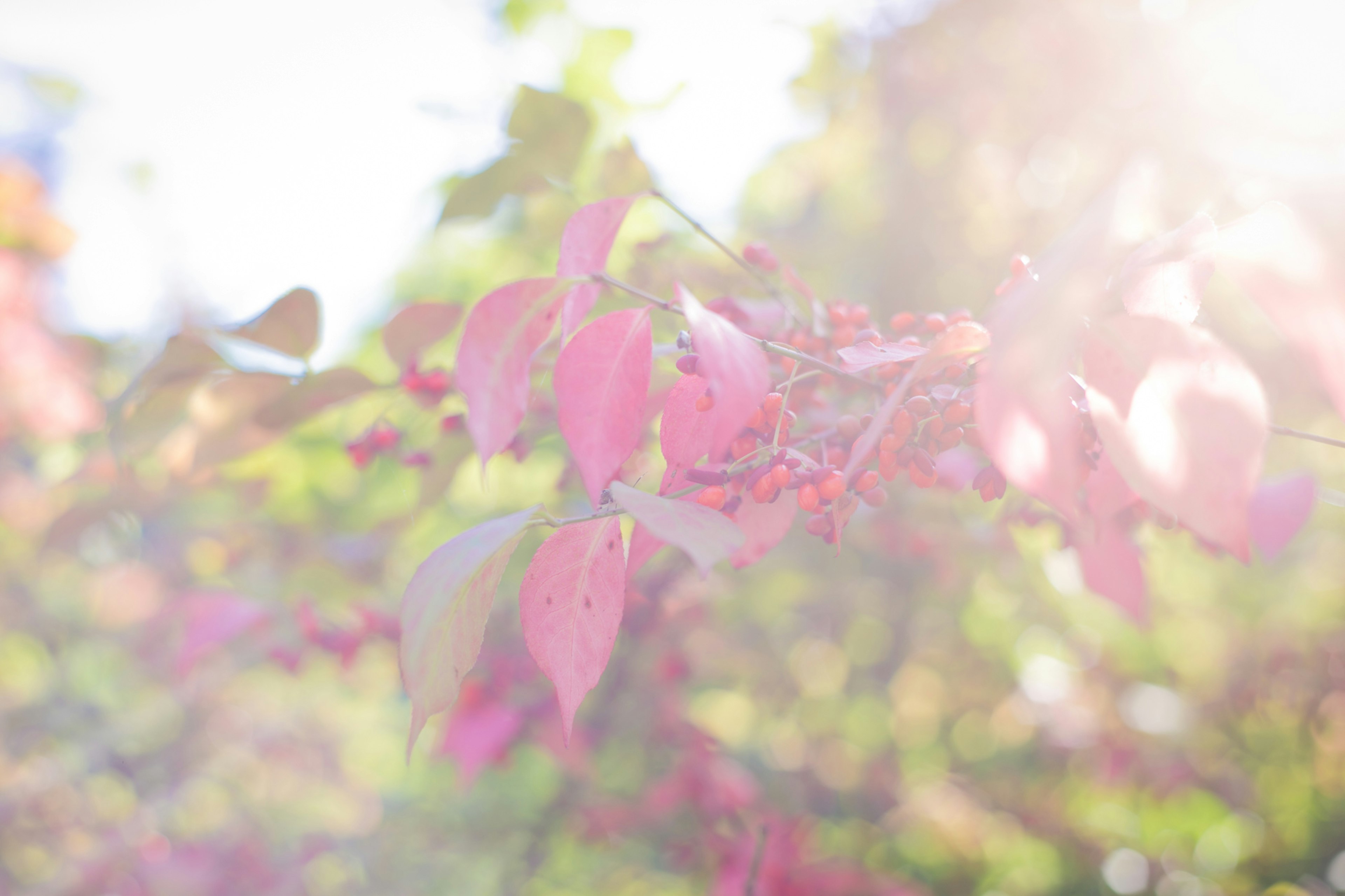 Sanftes Licht, das rosa Blätter in einer herbstlichen Szene beleuchtet