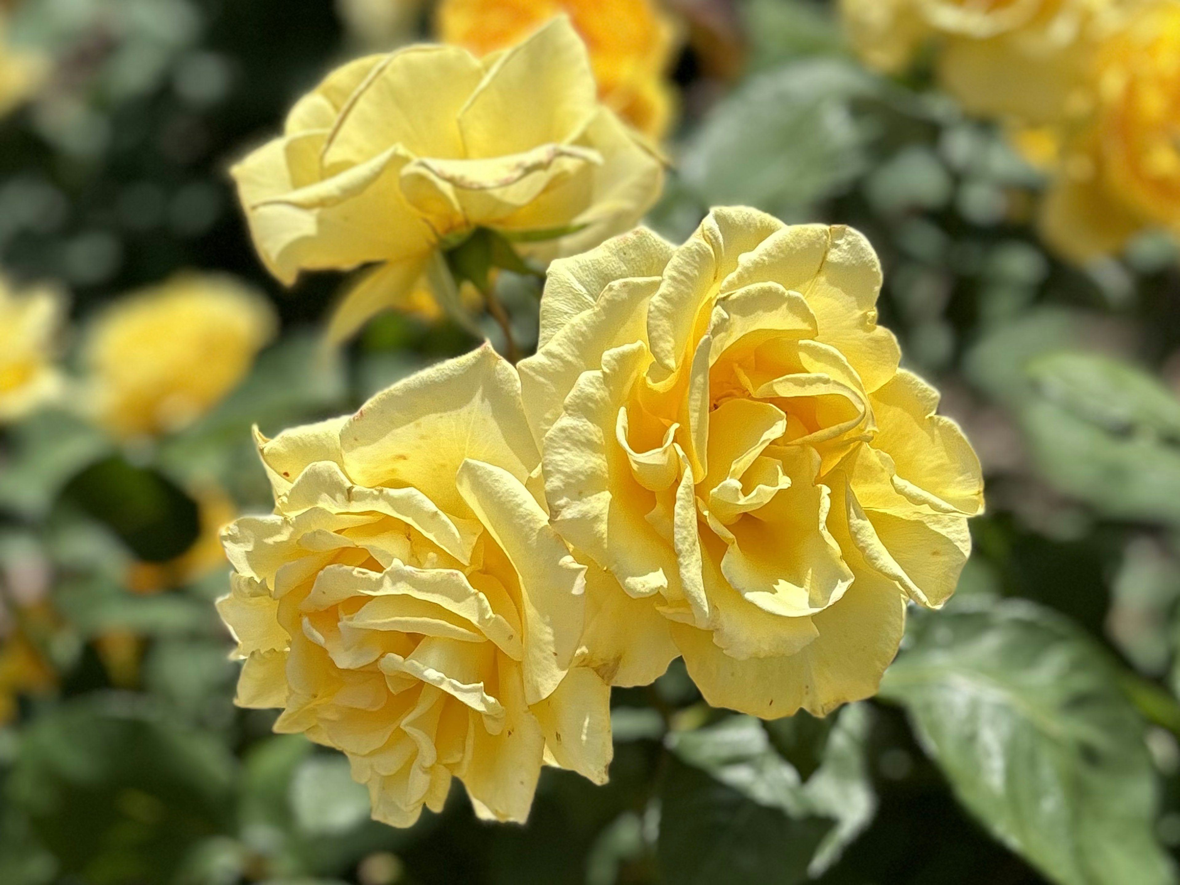 Gelbe Rosen blühen in einem Garten