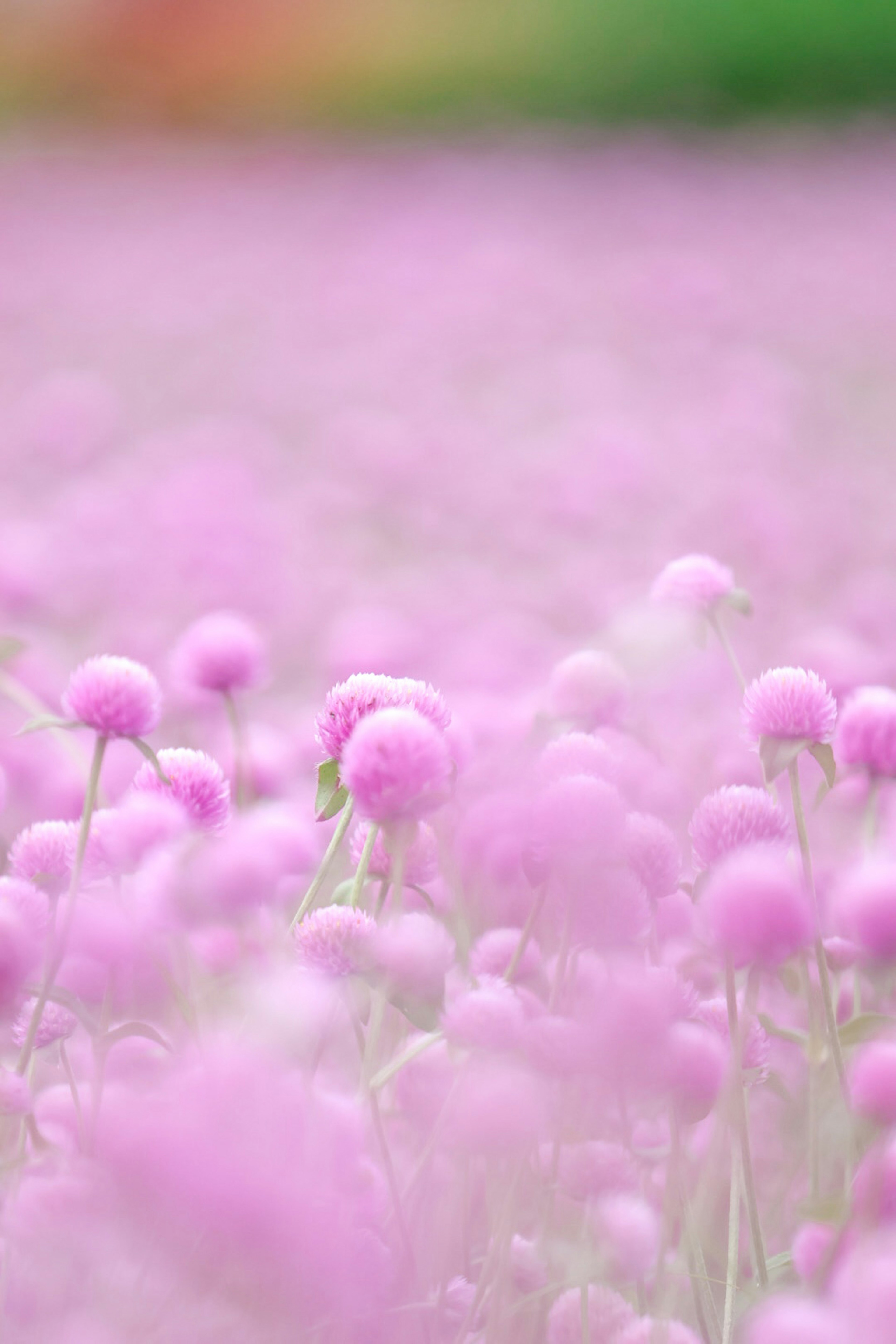 色とりどりの背景に咲く淡いピンクの花々のフィールド