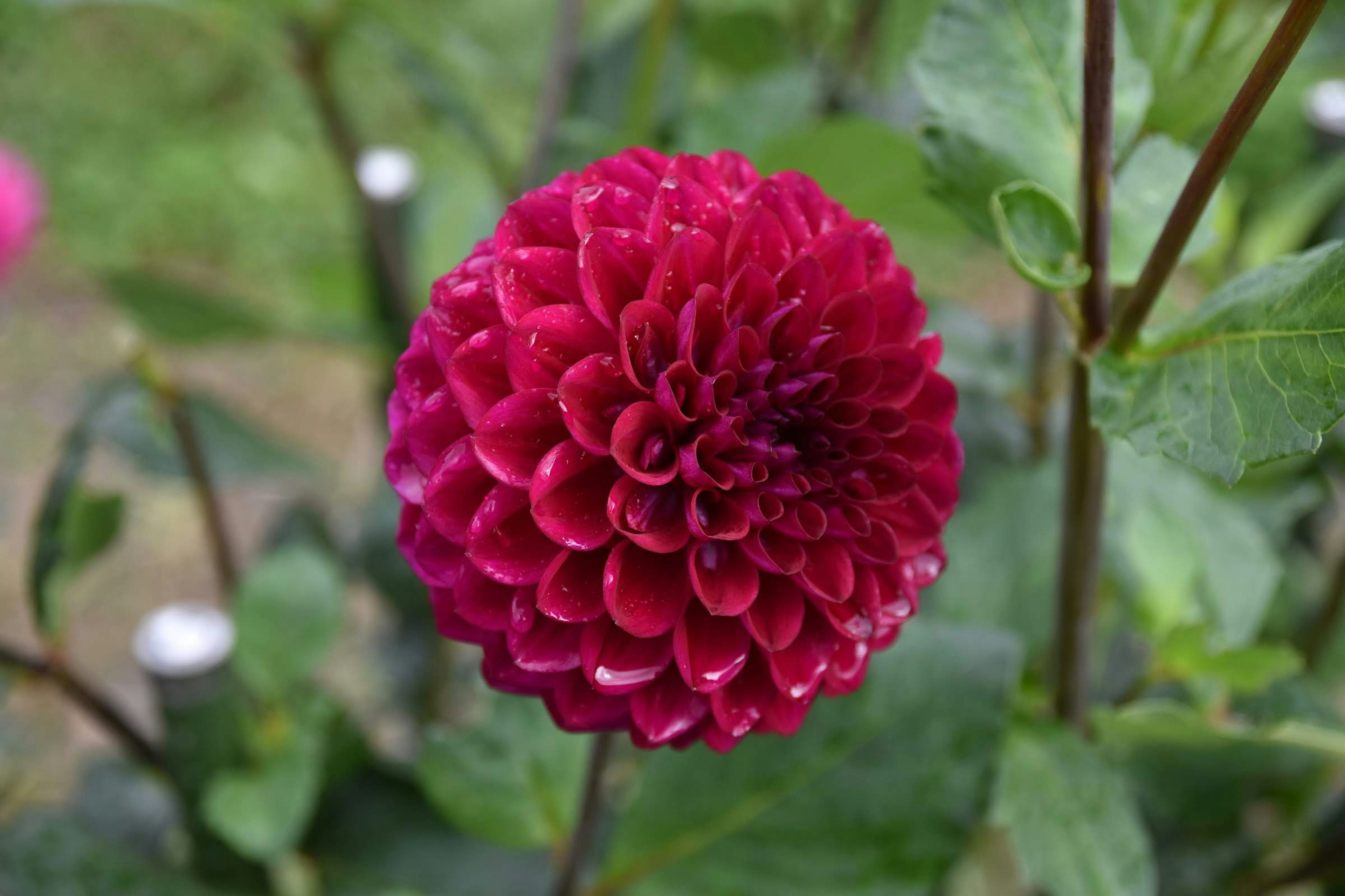 Bunga dahlia merah cerah dalam keadaan mekar