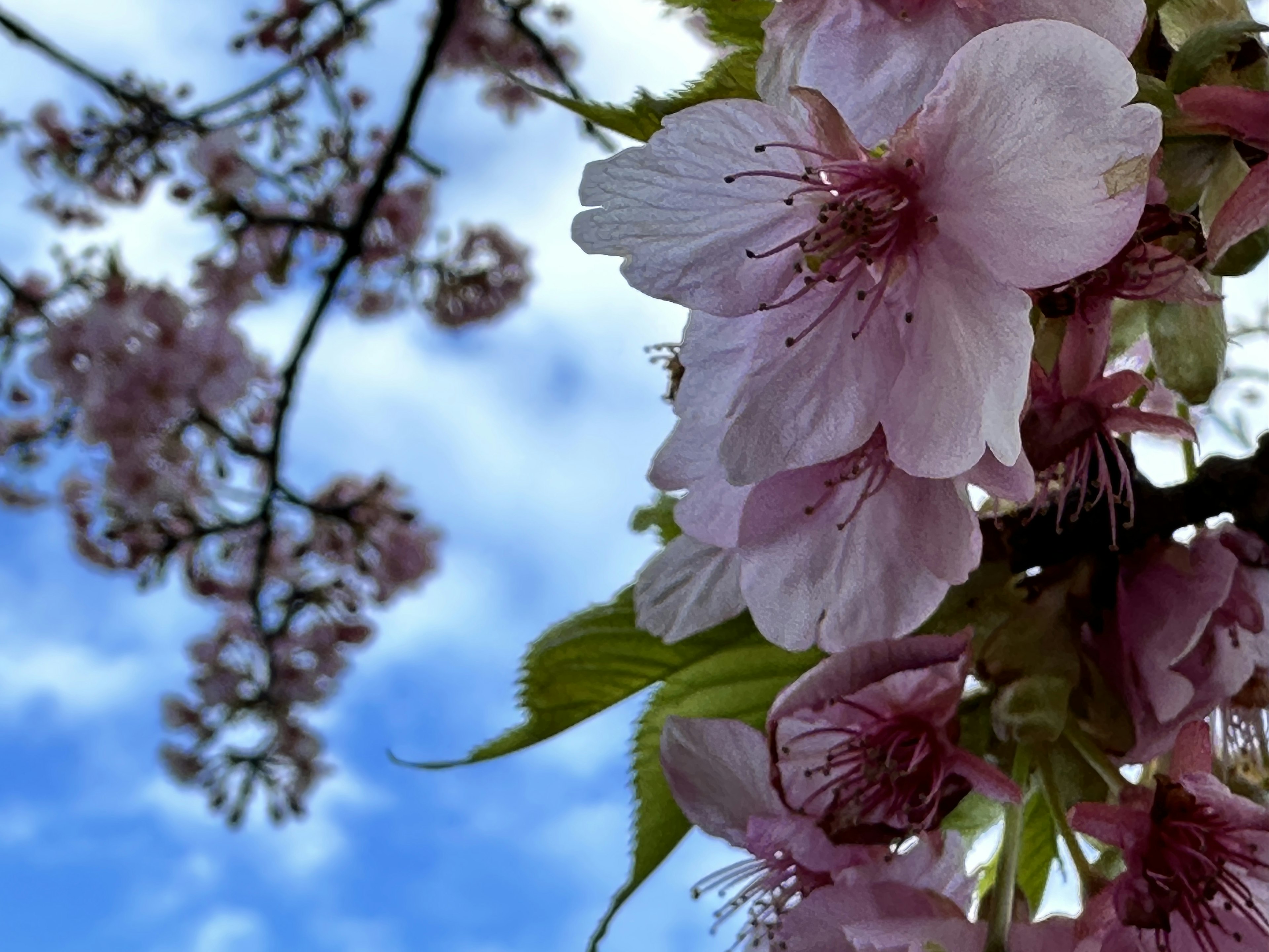 青空の下に咲く桜の花のクローズアップ