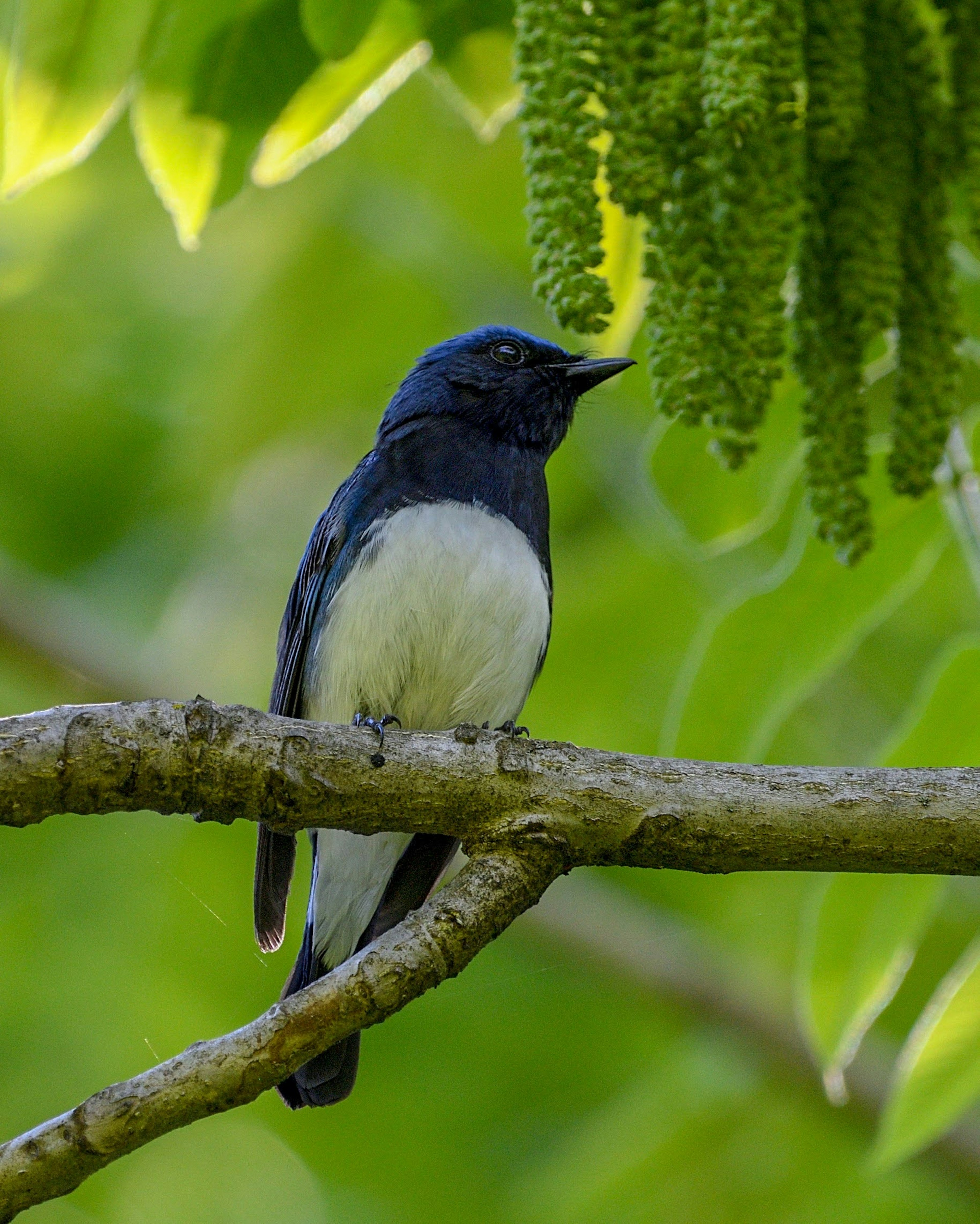 Ein blauer Vogel sitzt auf einem Ast grüne Blätter im Hintergrund weißer Bauch