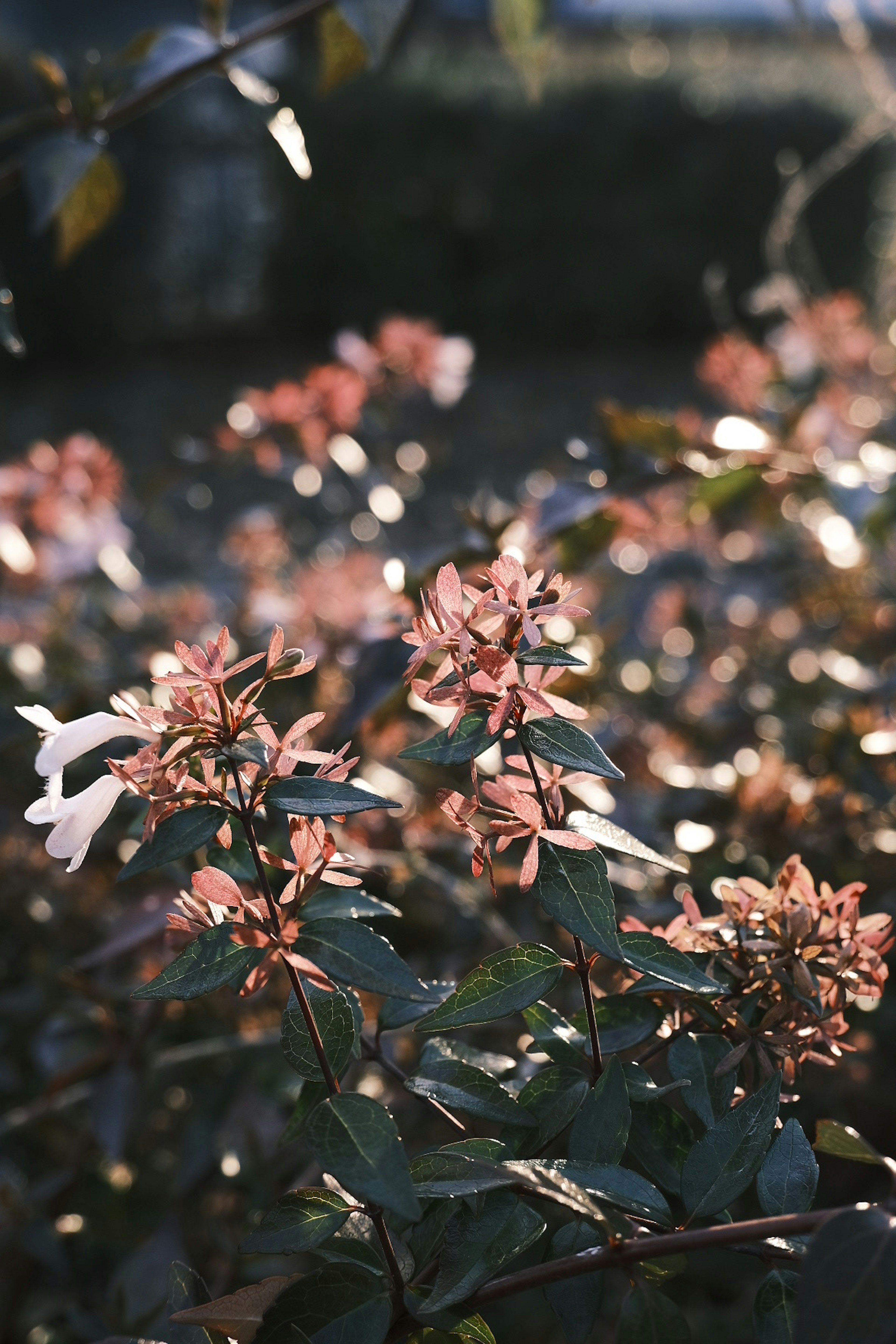 Foto en primer plano de una planta con flores rosa claro