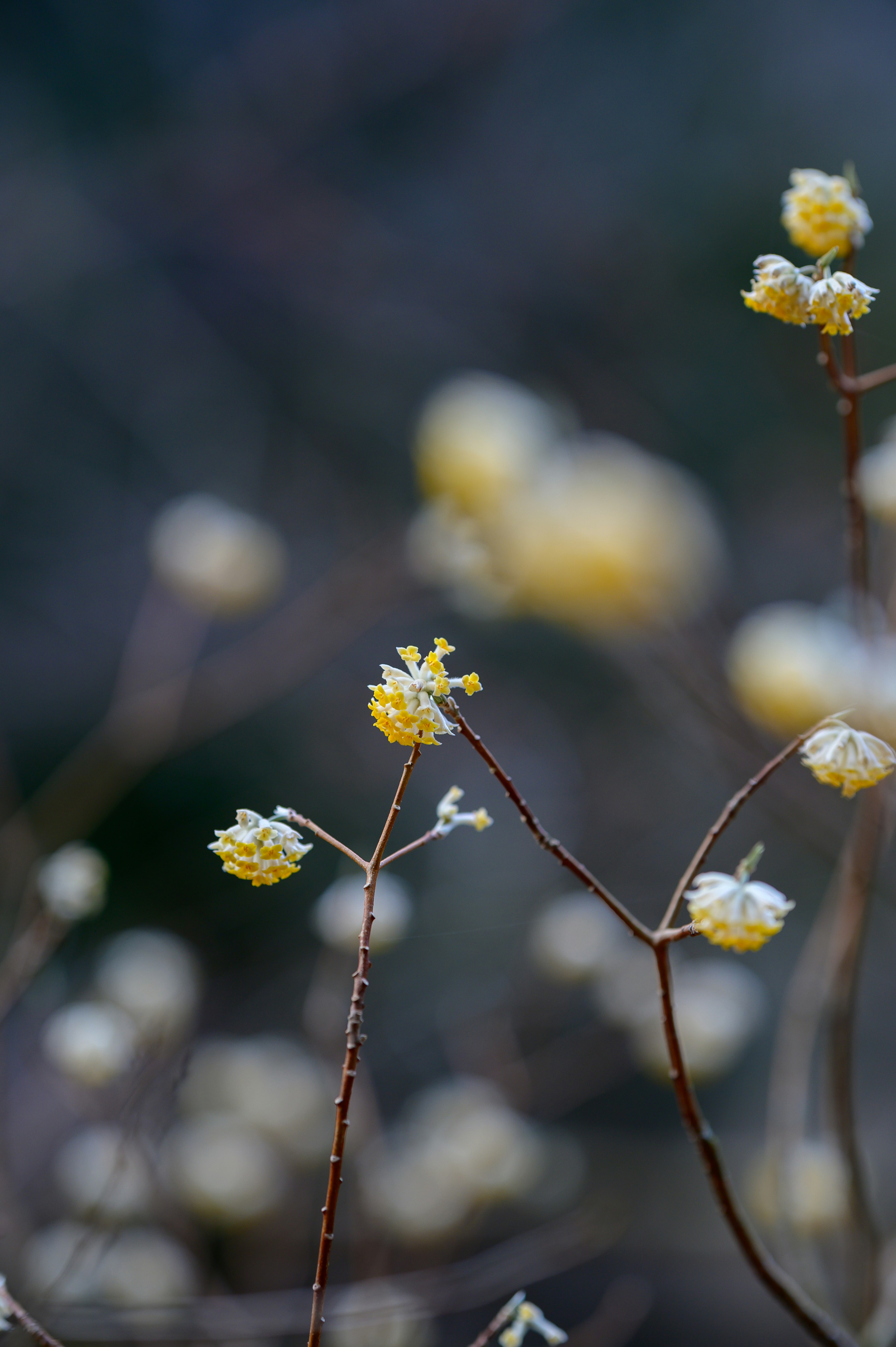 Primo piano di rami sottili con fiori gialli pallidi