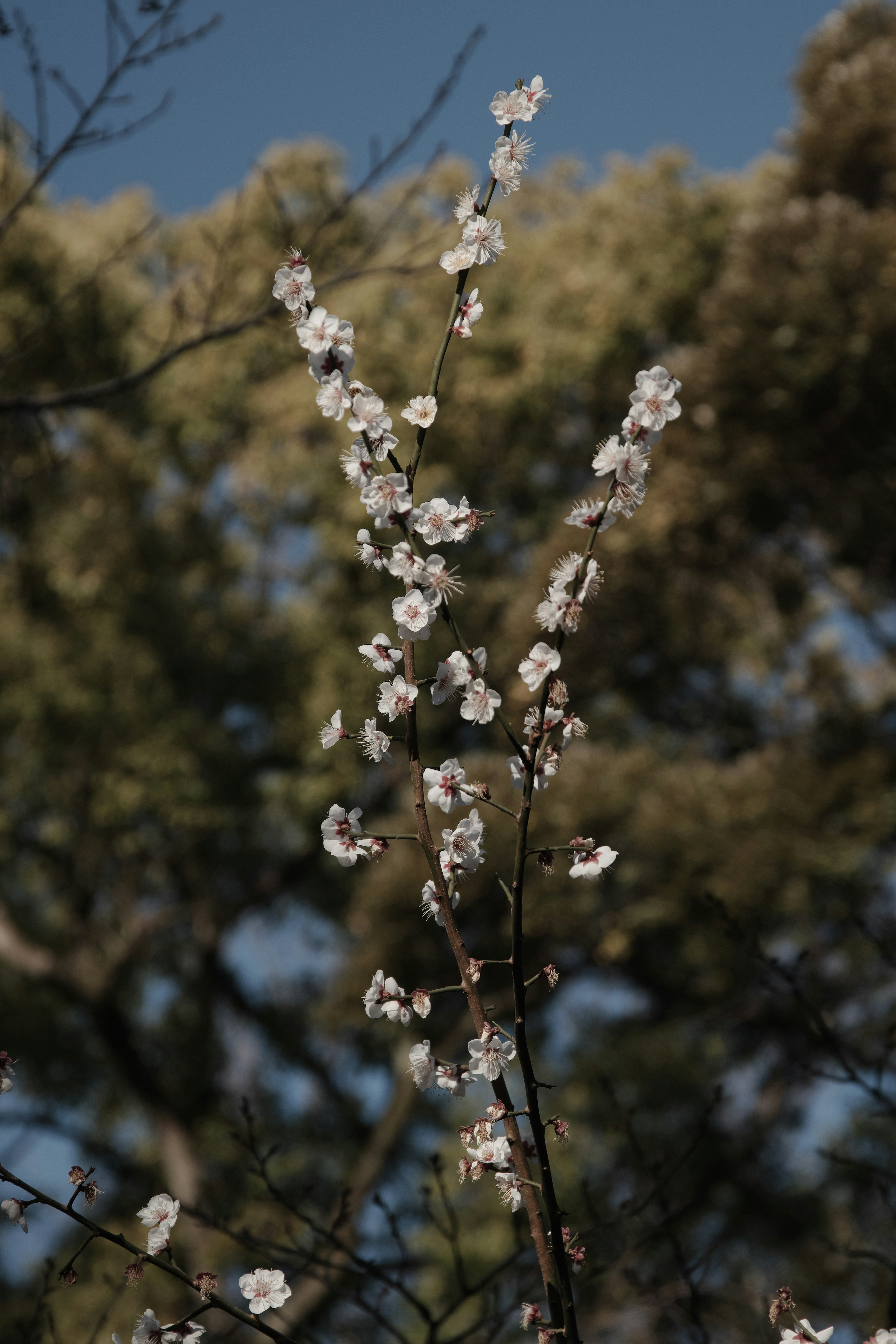 蓝天背景下的白色花朵枝条