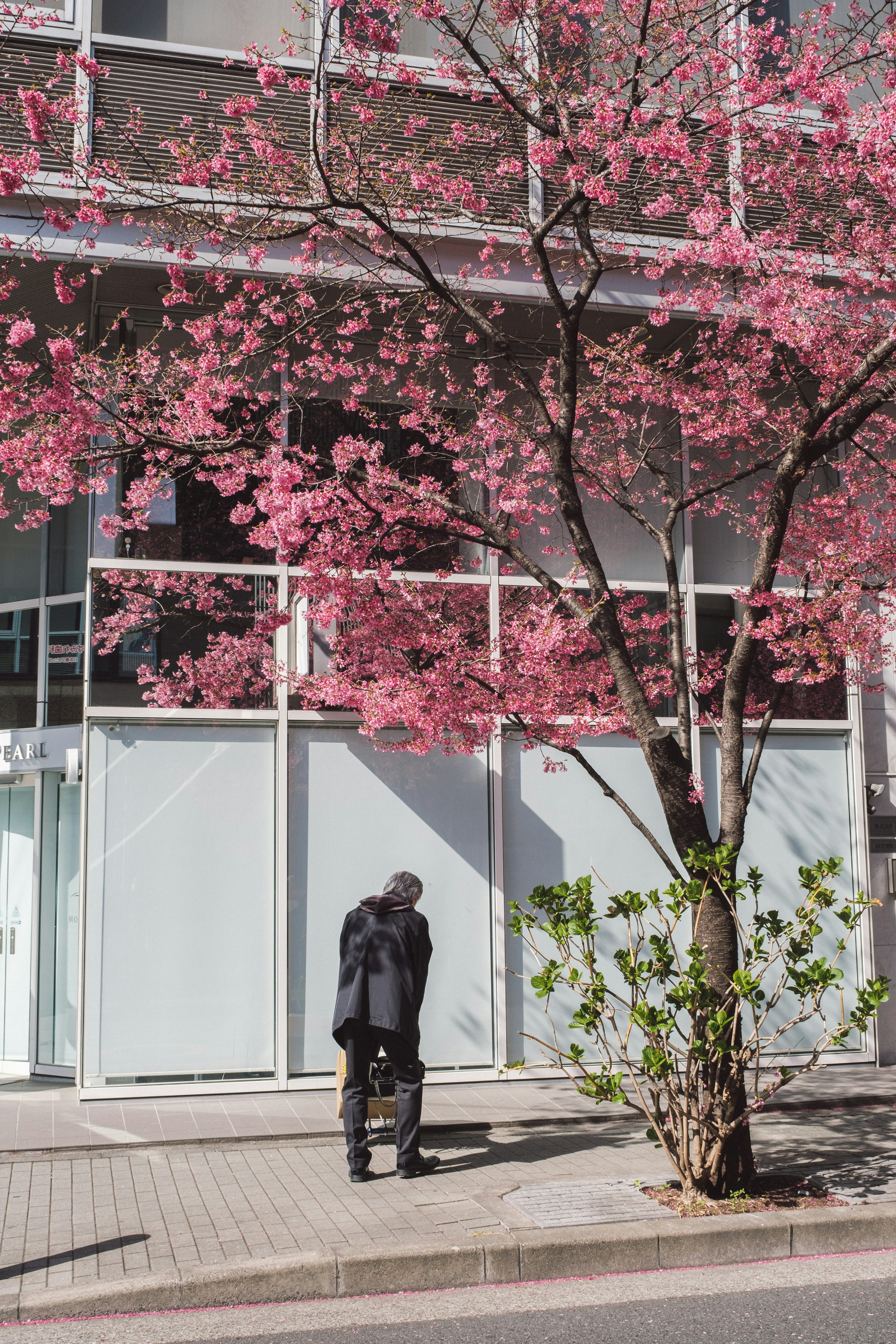 桜の木の前を歩く人物の写真ビルの透明な窓が背景にあり