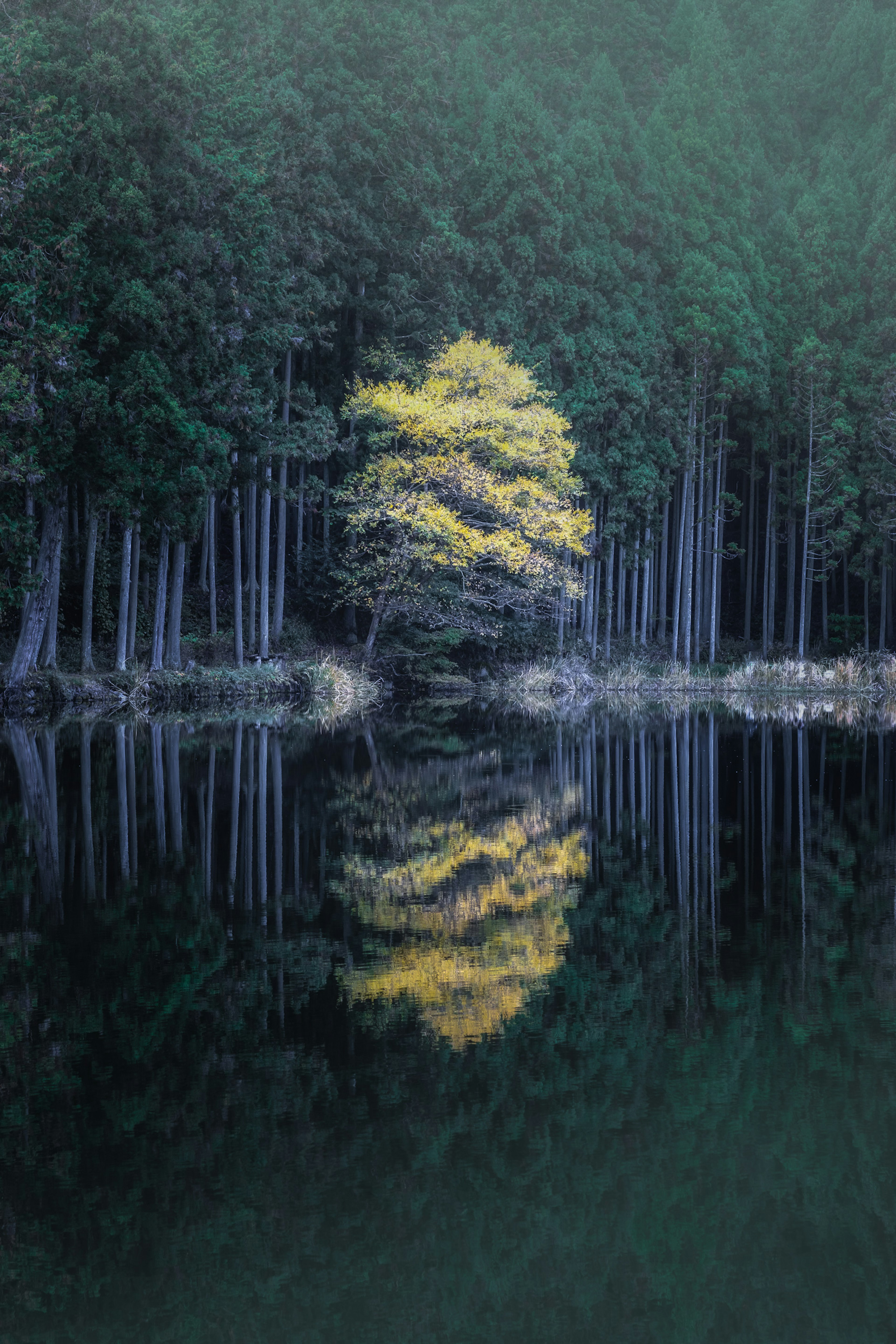 A solitary yellow tree by a calm lake reflecting in the water