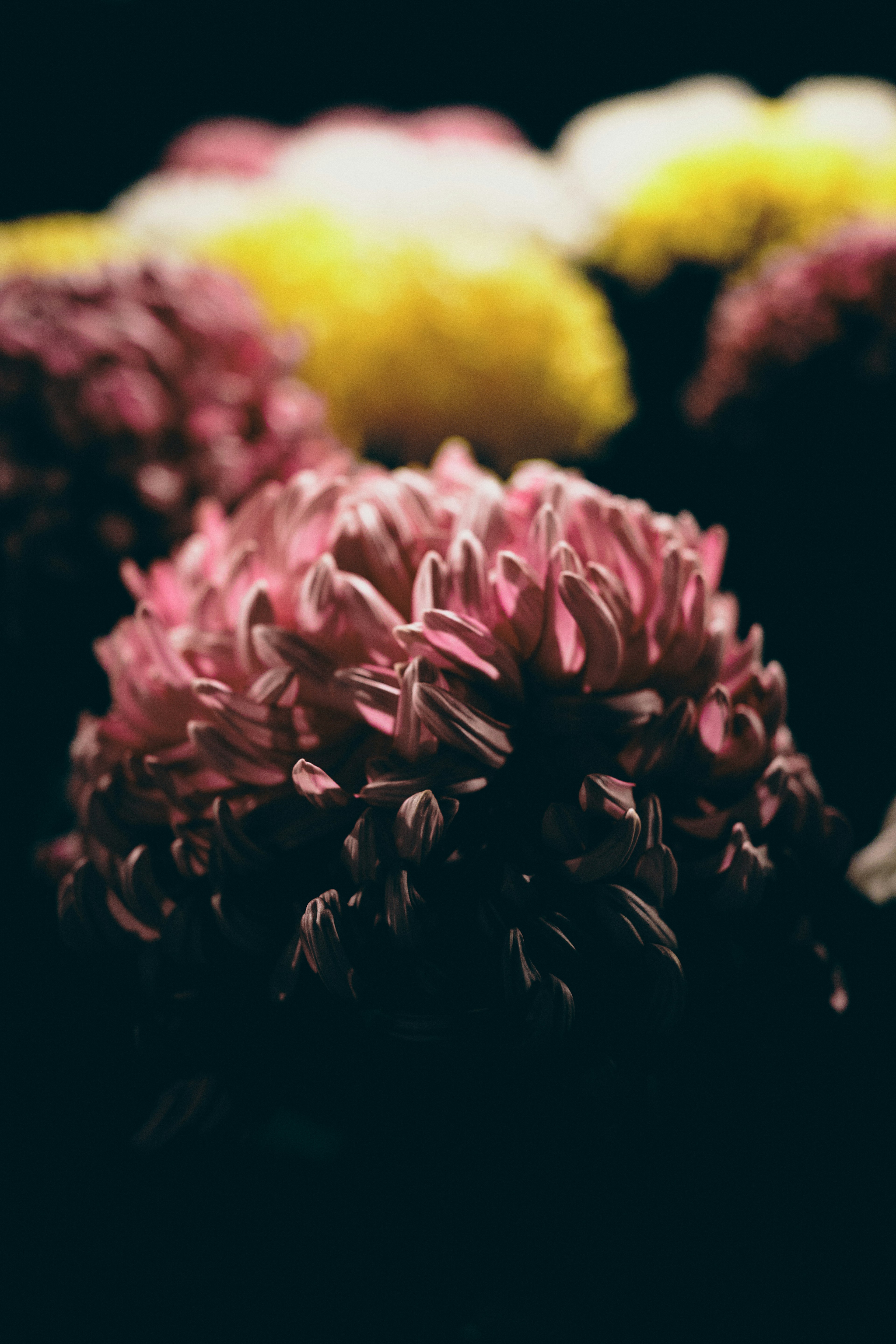 Schönes Foto von bunten Blumen vor dunklem Hintergrund