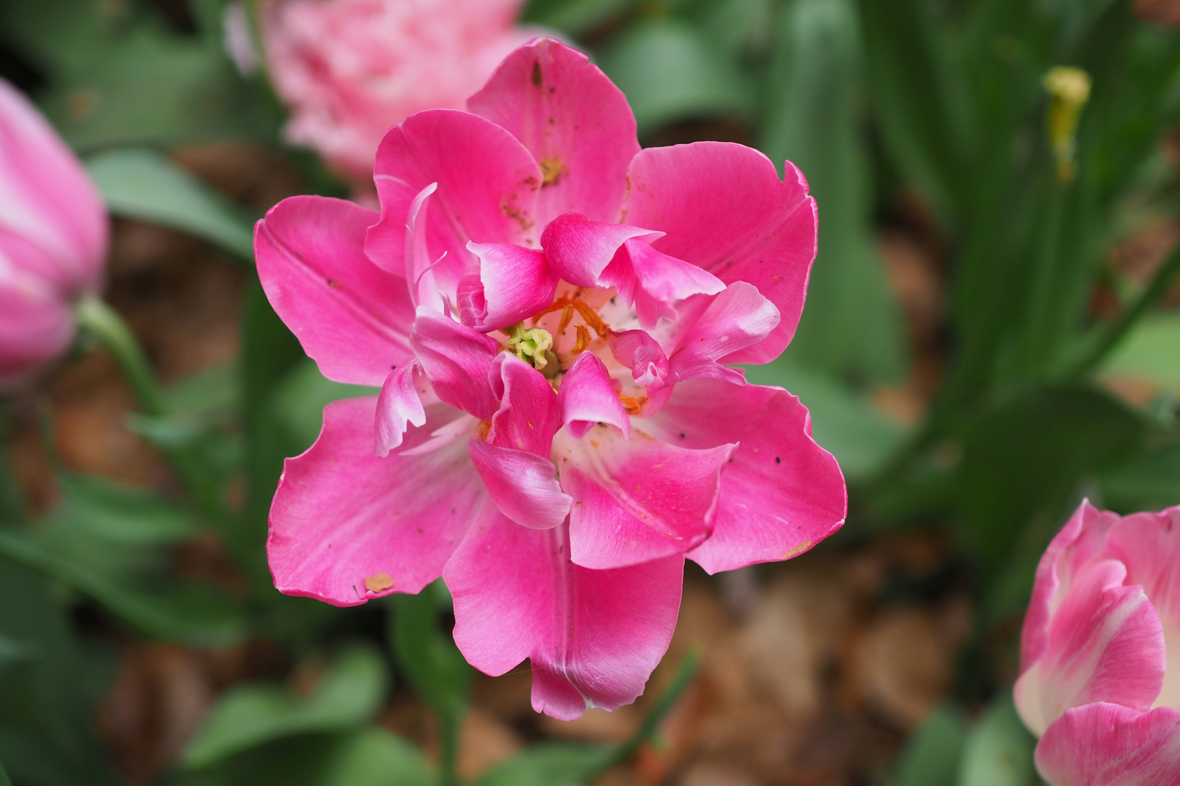 Hermosa flor de tulipán rosa en plena floración