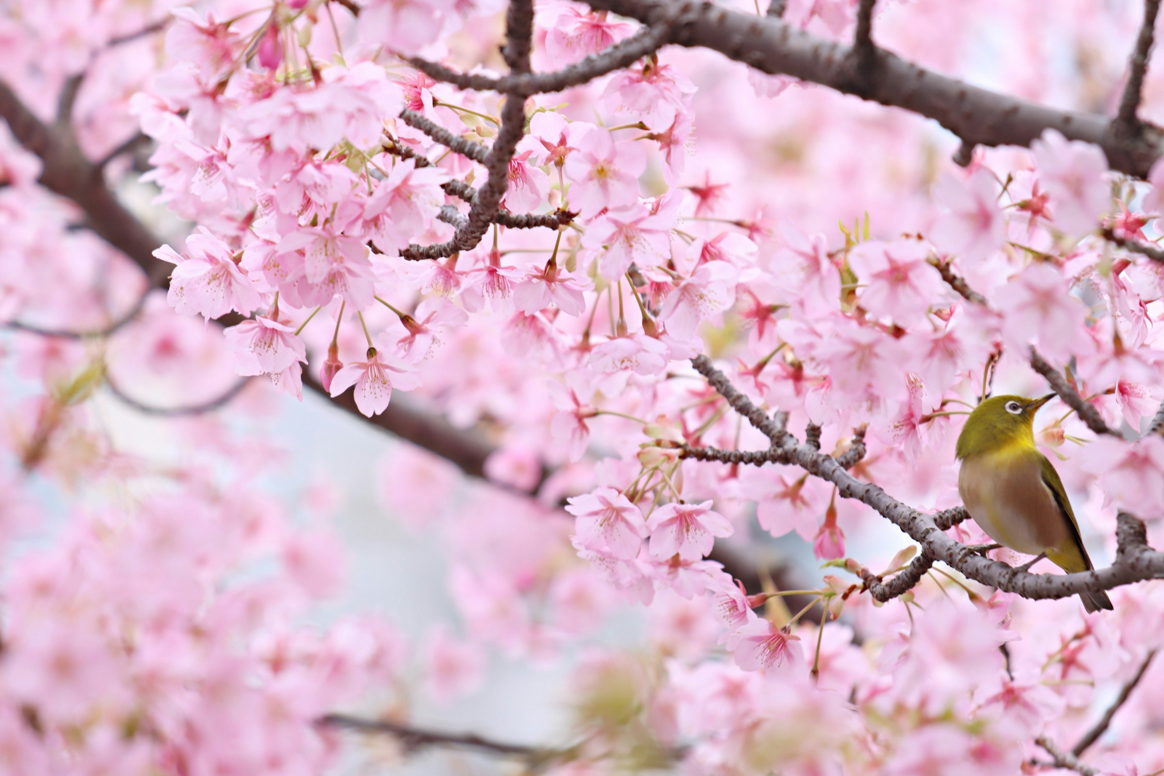 Una hermosa escena de un pájaro entre flores de cerezo