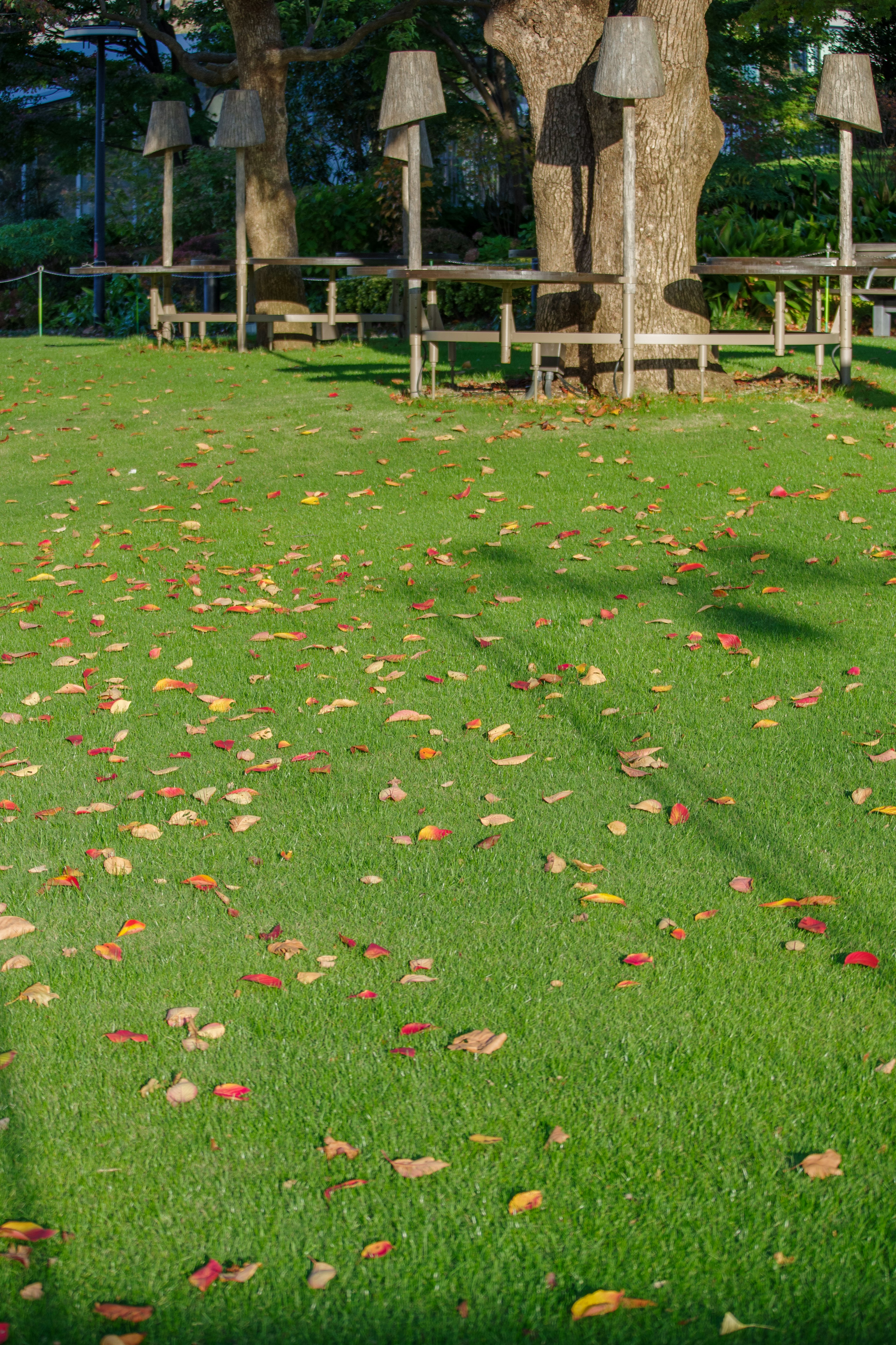 Daun berwarna-warni yang jatuh tersebar di atas rumput hijau dengan bayangan pohon