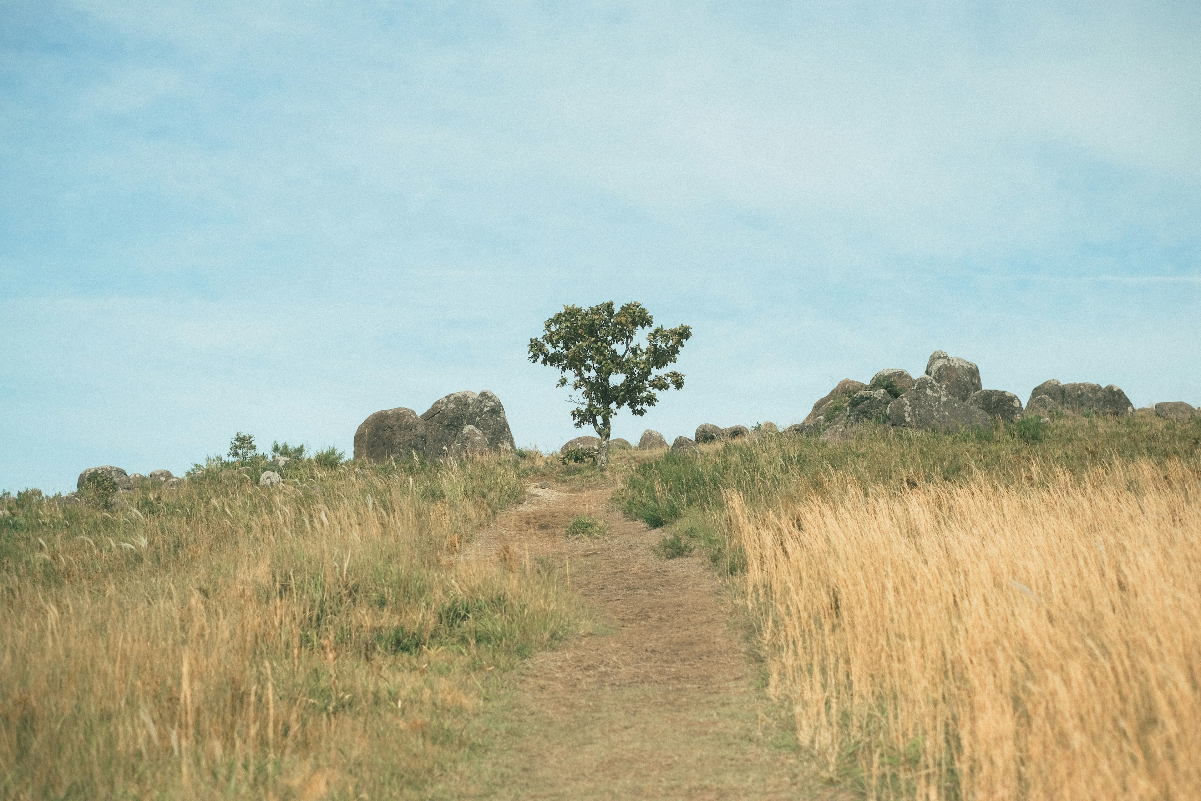 Un sentiero che porta a una collina con un albero solitario e rocce circostanti