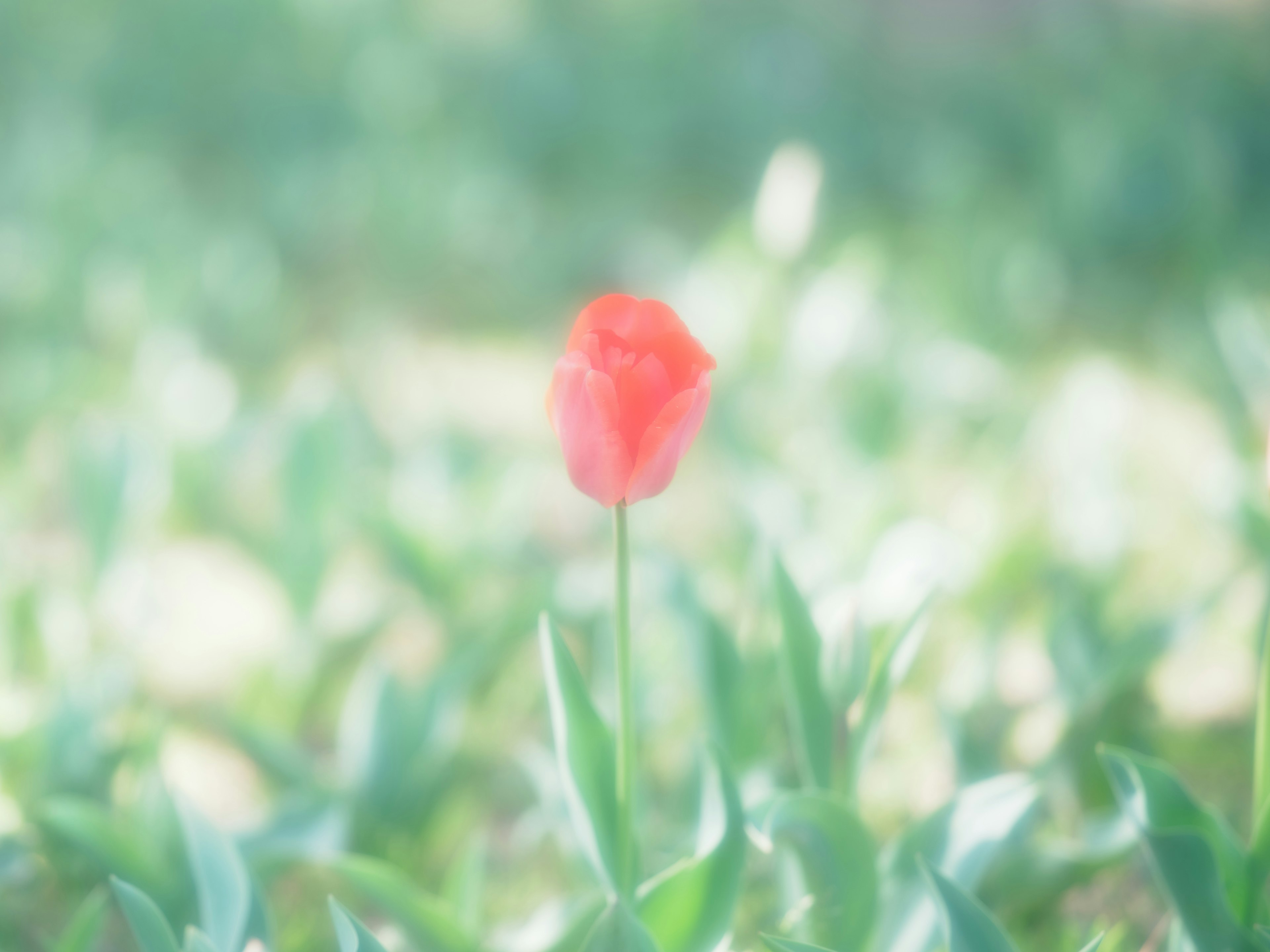 Eine einsame rote Tulpe umgeben von grünen Blättern im sanften Licht