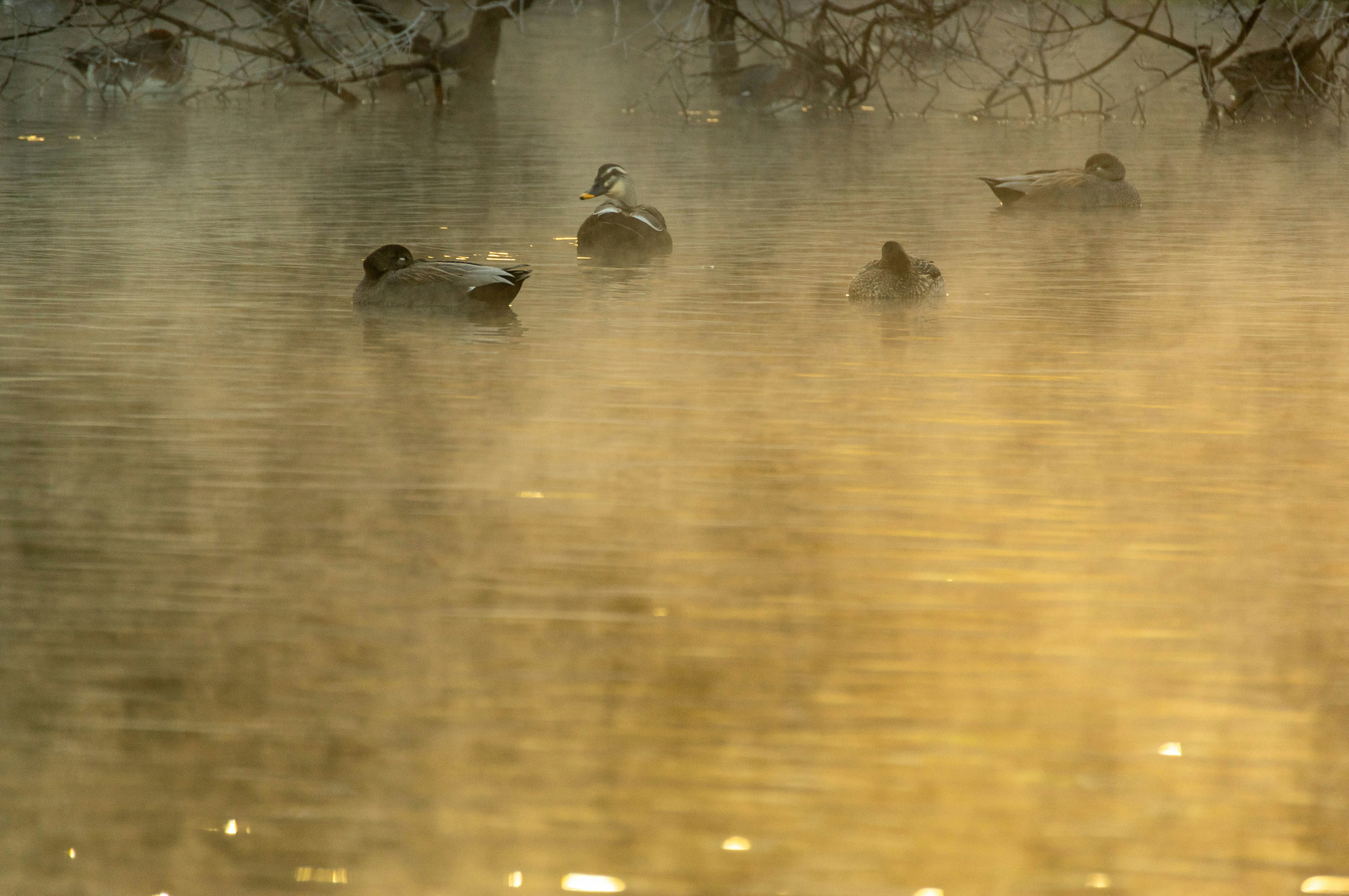 Canards nageant dans un lac brumeux au lever du soleil