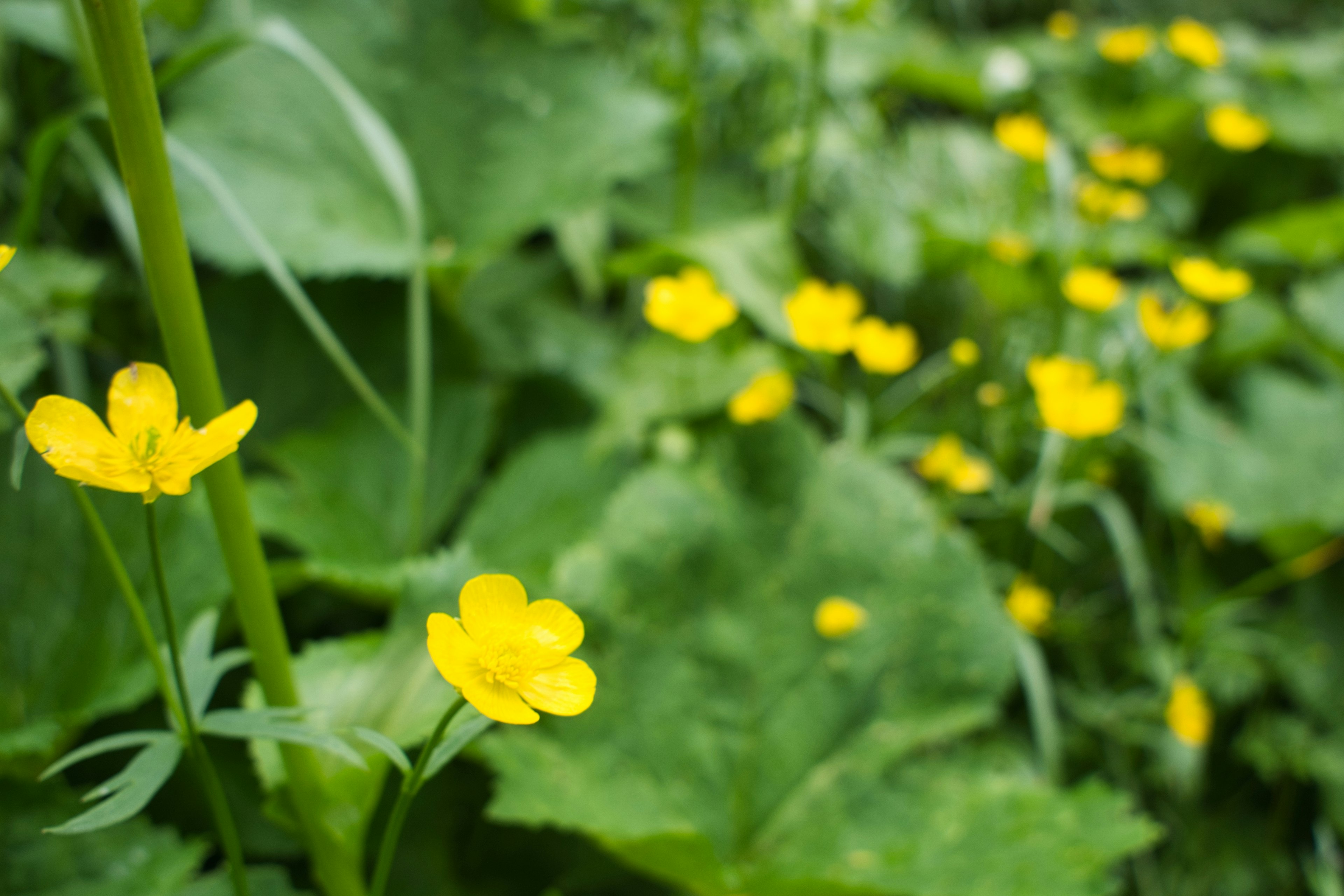 Gros plan de fleurs jaunes épanouies parmi des feuilles vertes