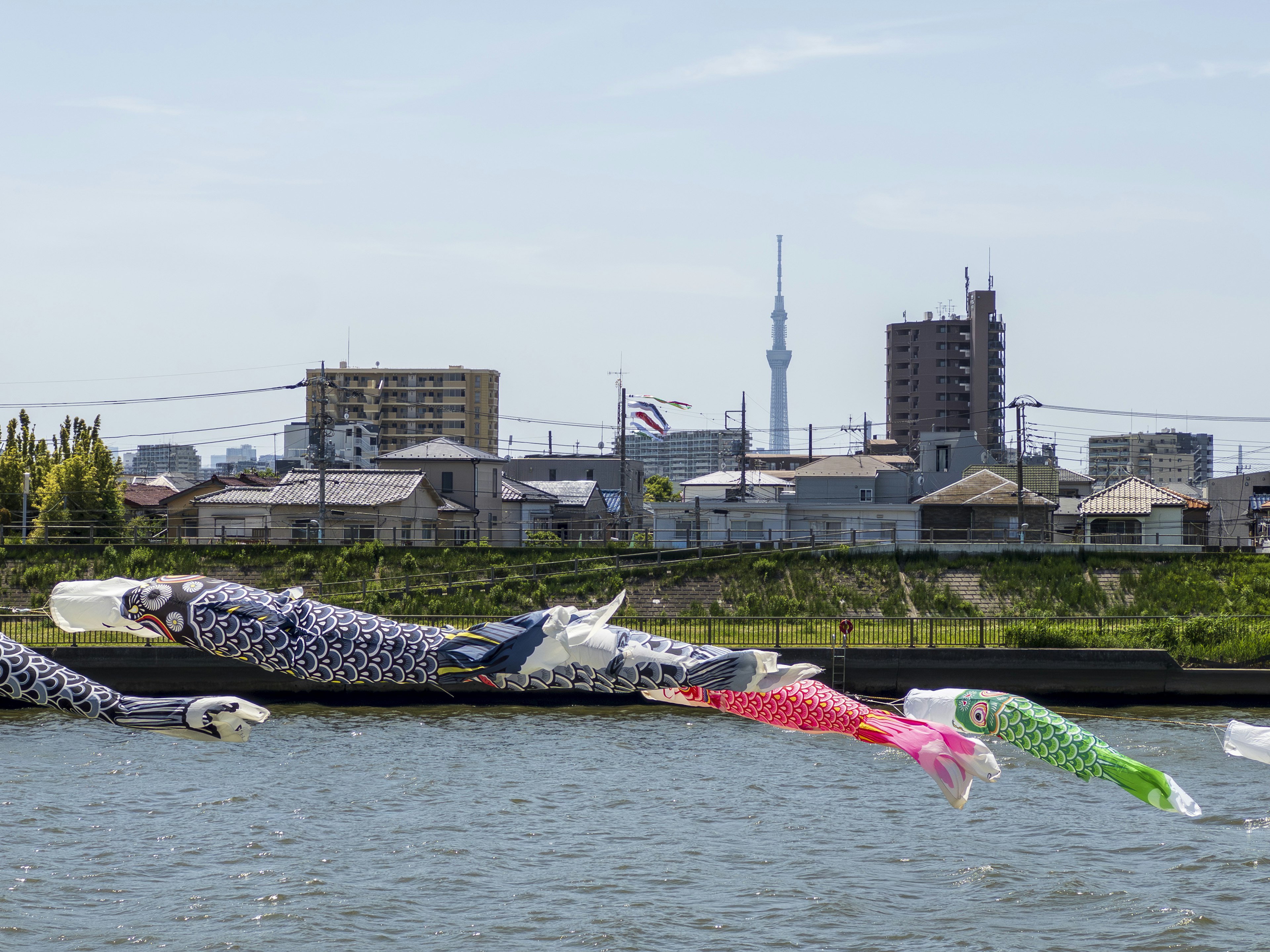 Koinobori che nuotano nel fiume con la Tokyo Skytree sullo sfondo