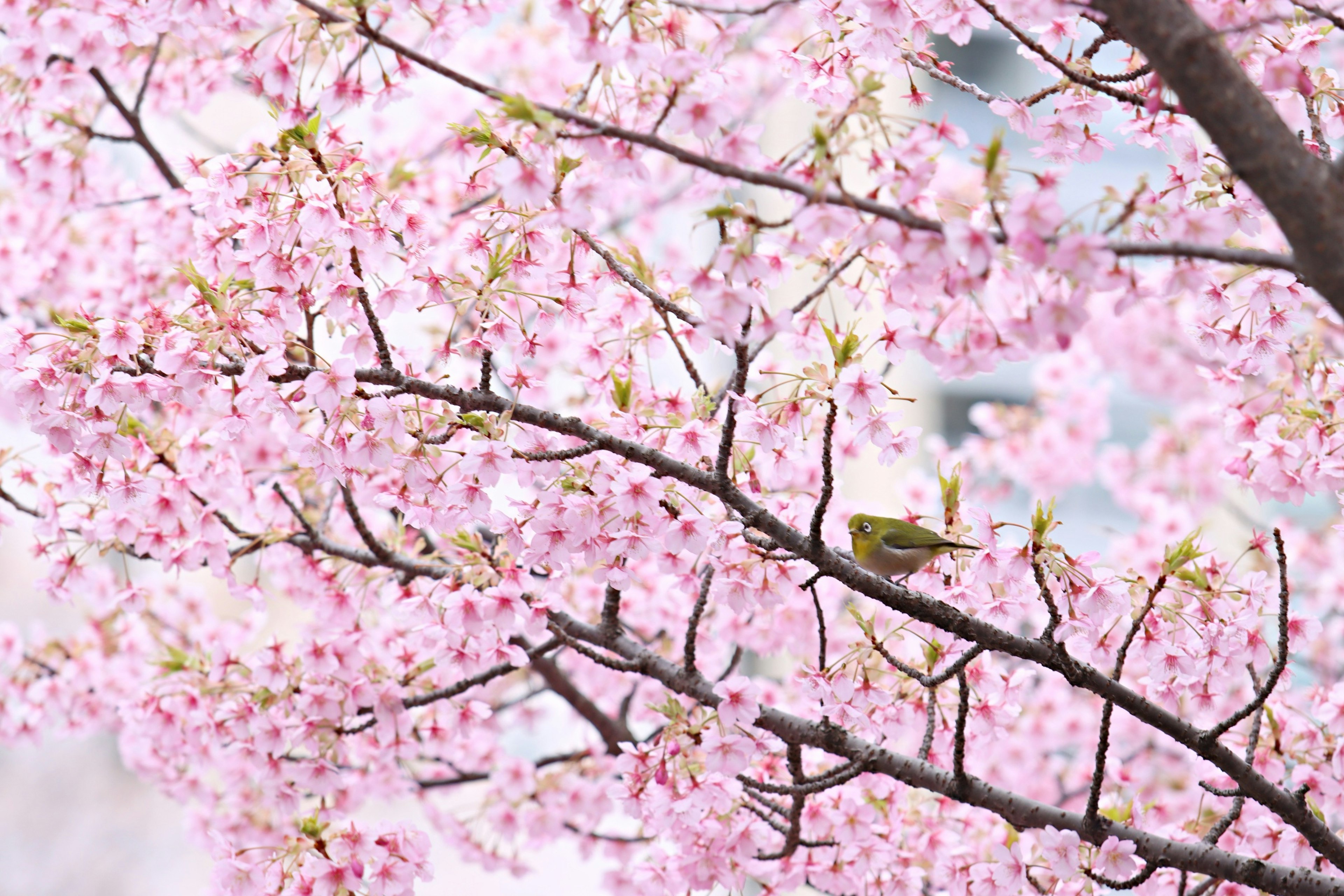 Una bella scena di rami di ciliegio in fiore con un piccolo uccello posato tra i fiori rosa