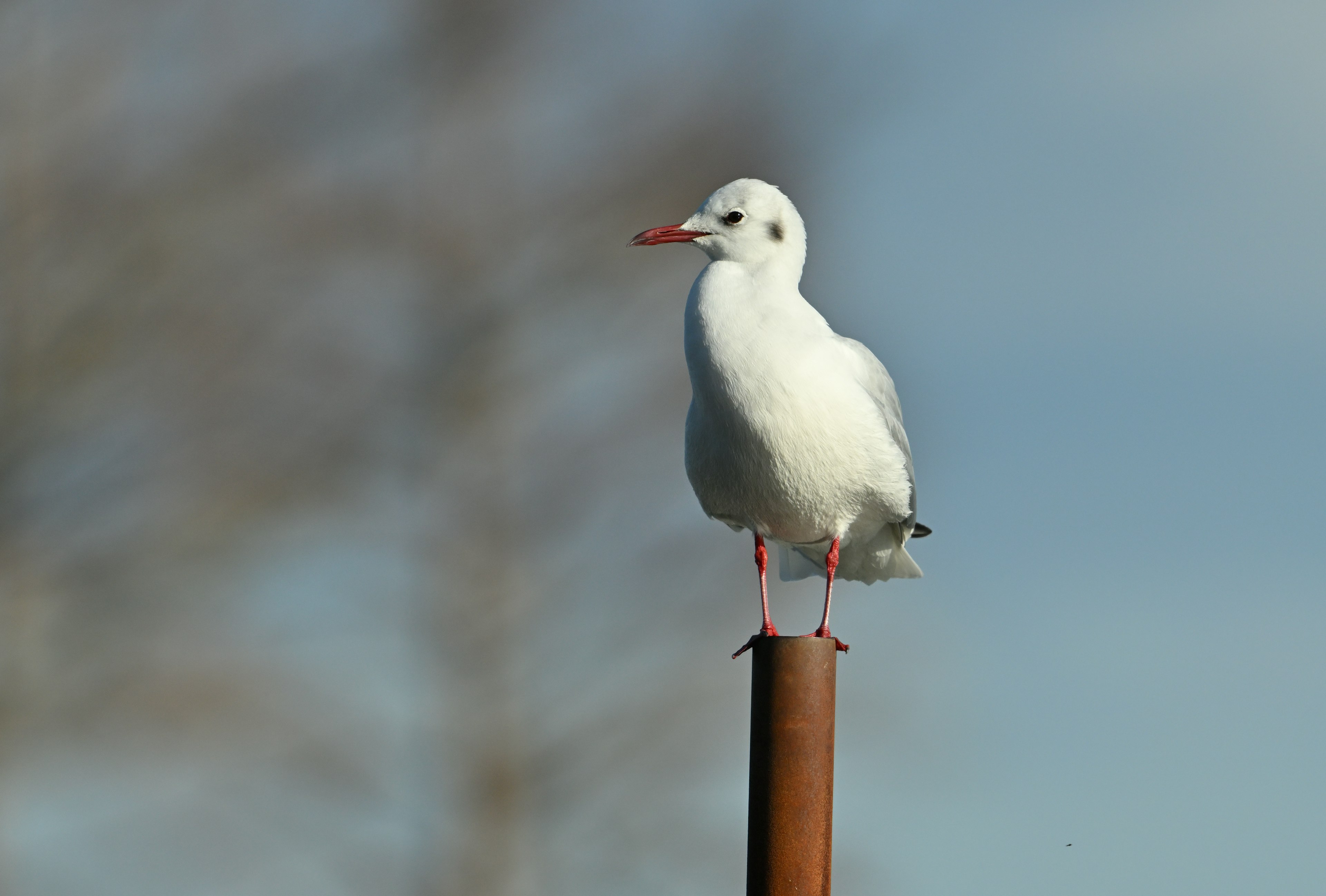 Eine weiße Möwe sitzt auf einem Metallpfosten