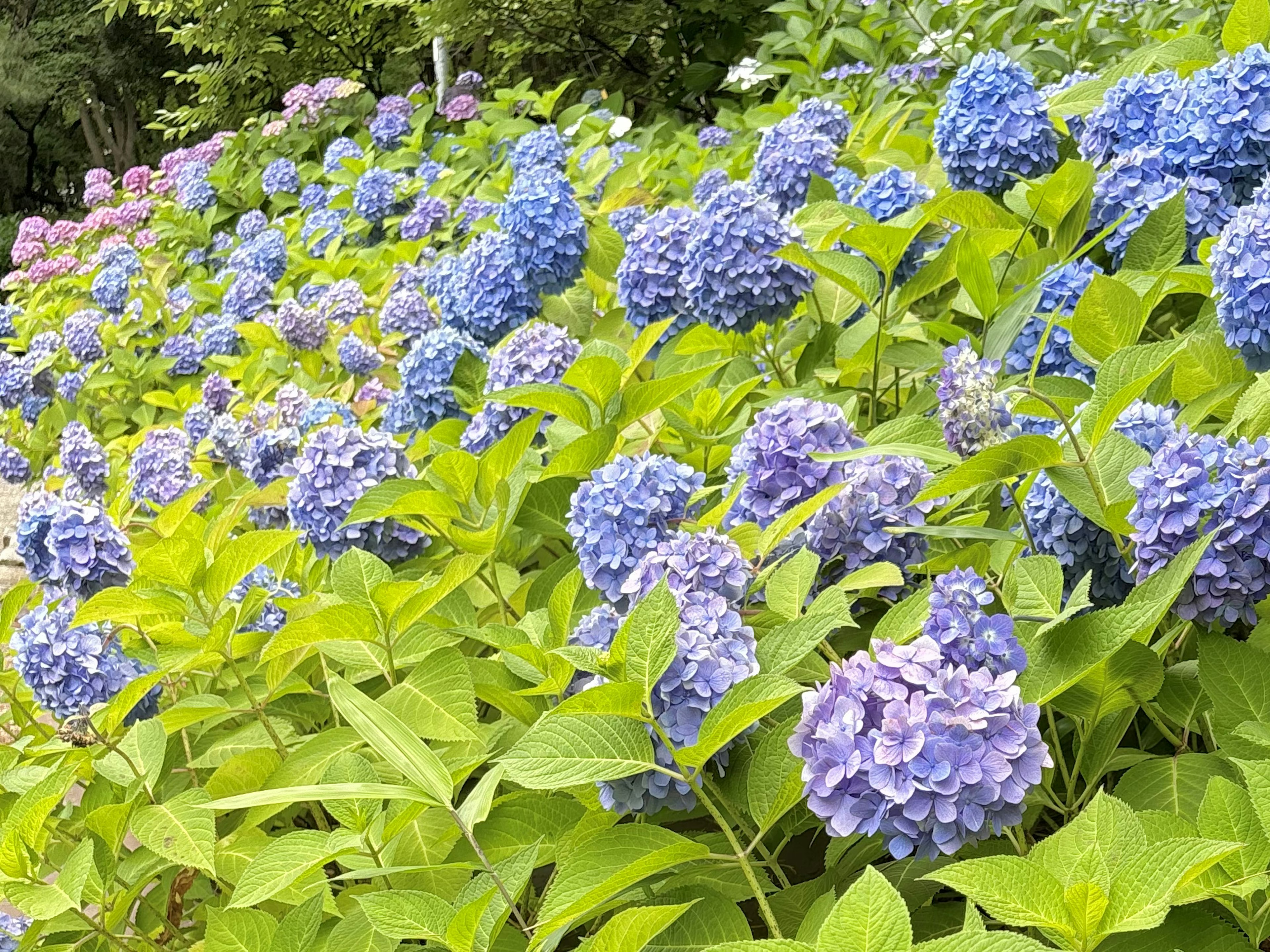 A garden scene with blooming blue and purple hydrangeas