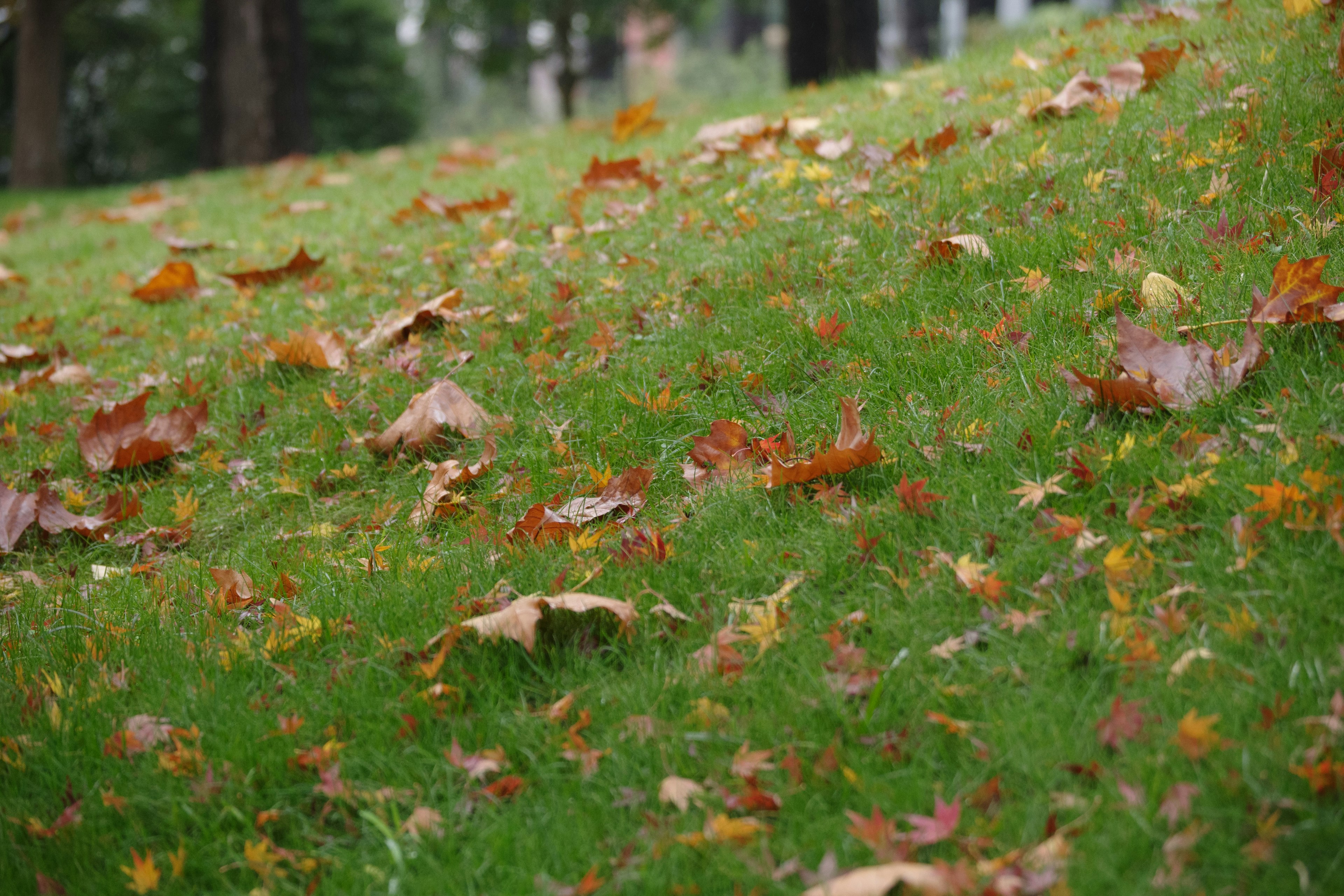 Feuilles d'automne éparpillées sur l'herbe verte