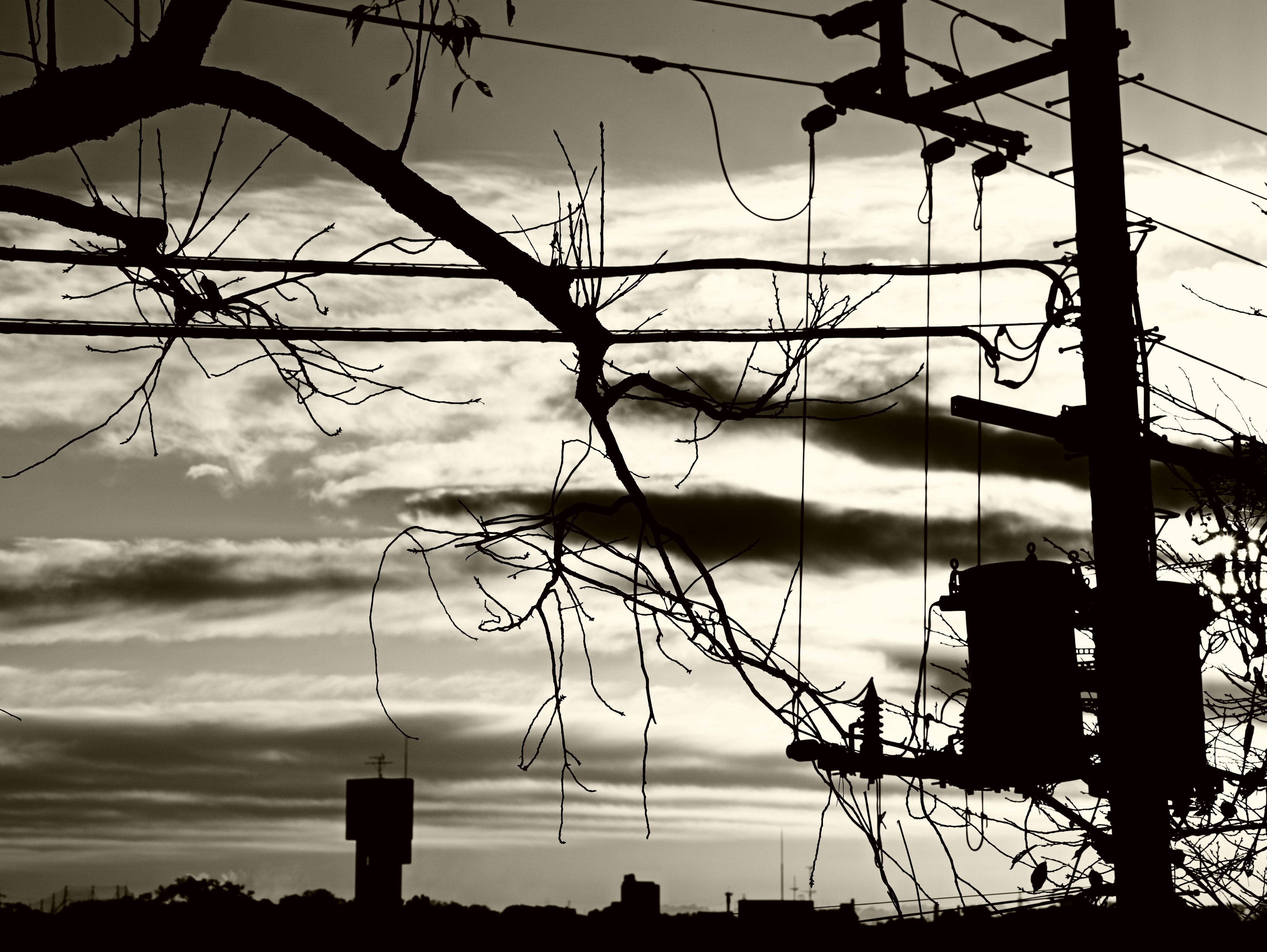 Silhouette of wires and trees against a dusk sky