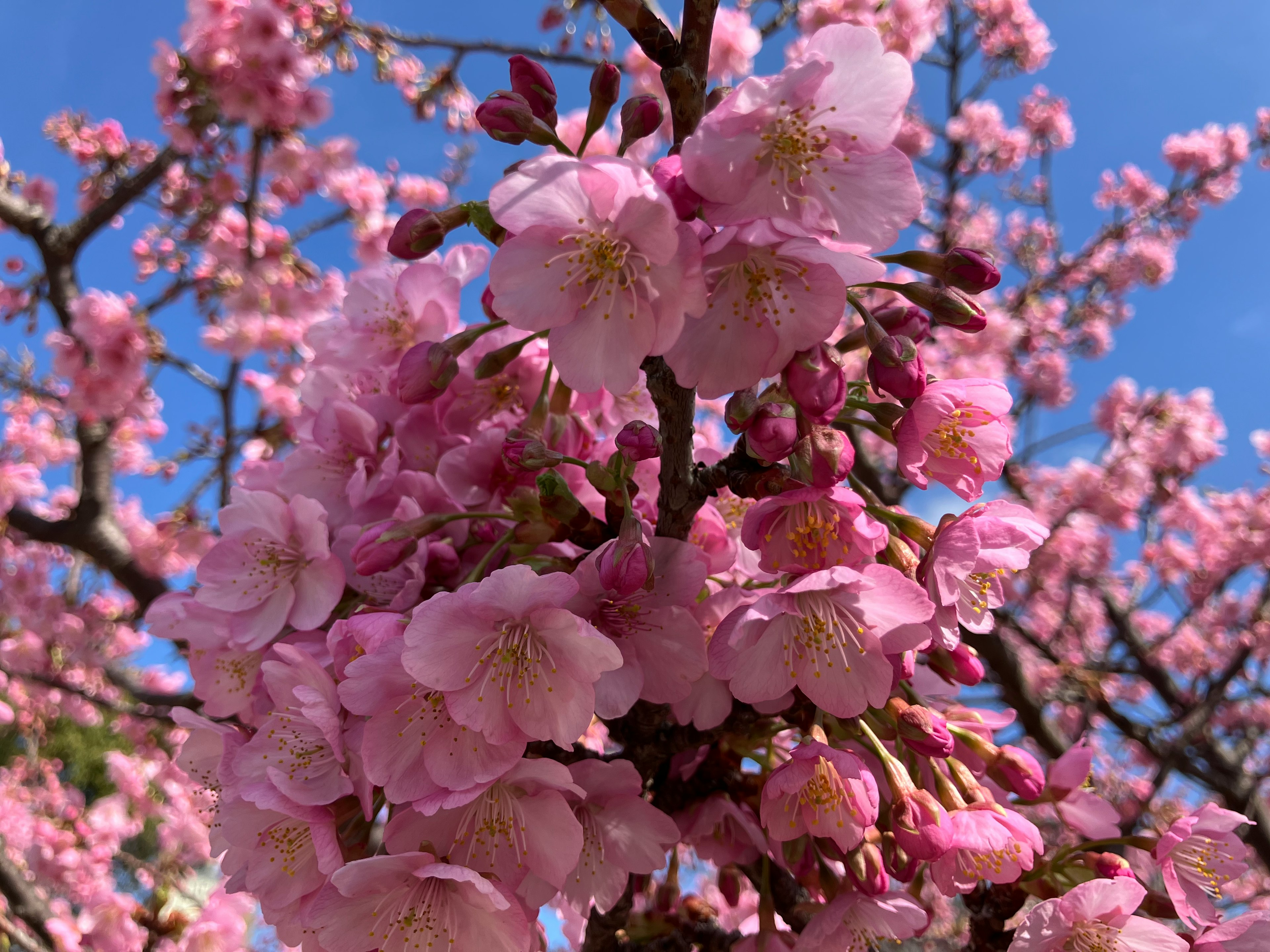 Cabang bunga sakura yang mekar penuh di latar belakang langit biru