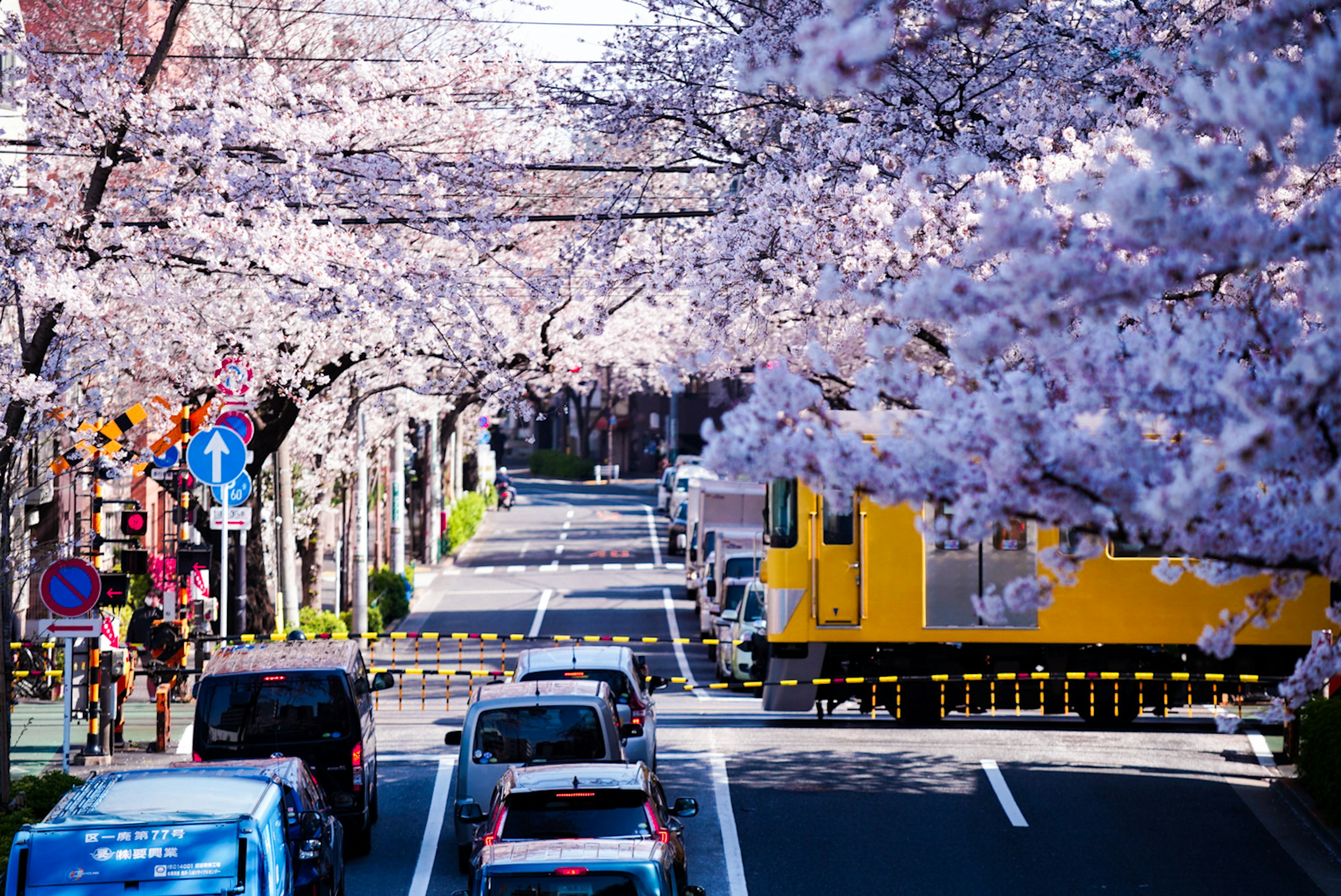 Street lined with cherry blossom trees cars driving