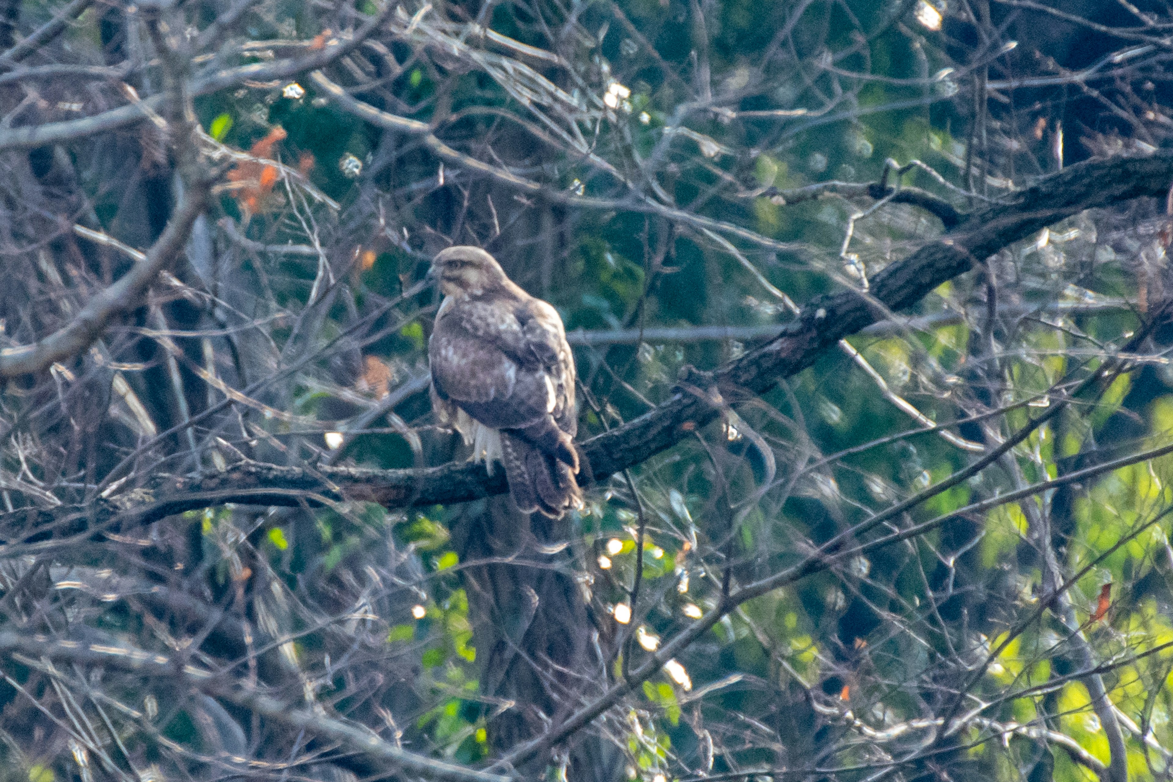 A hawk perched on a branch with a green background and intricate branch structure