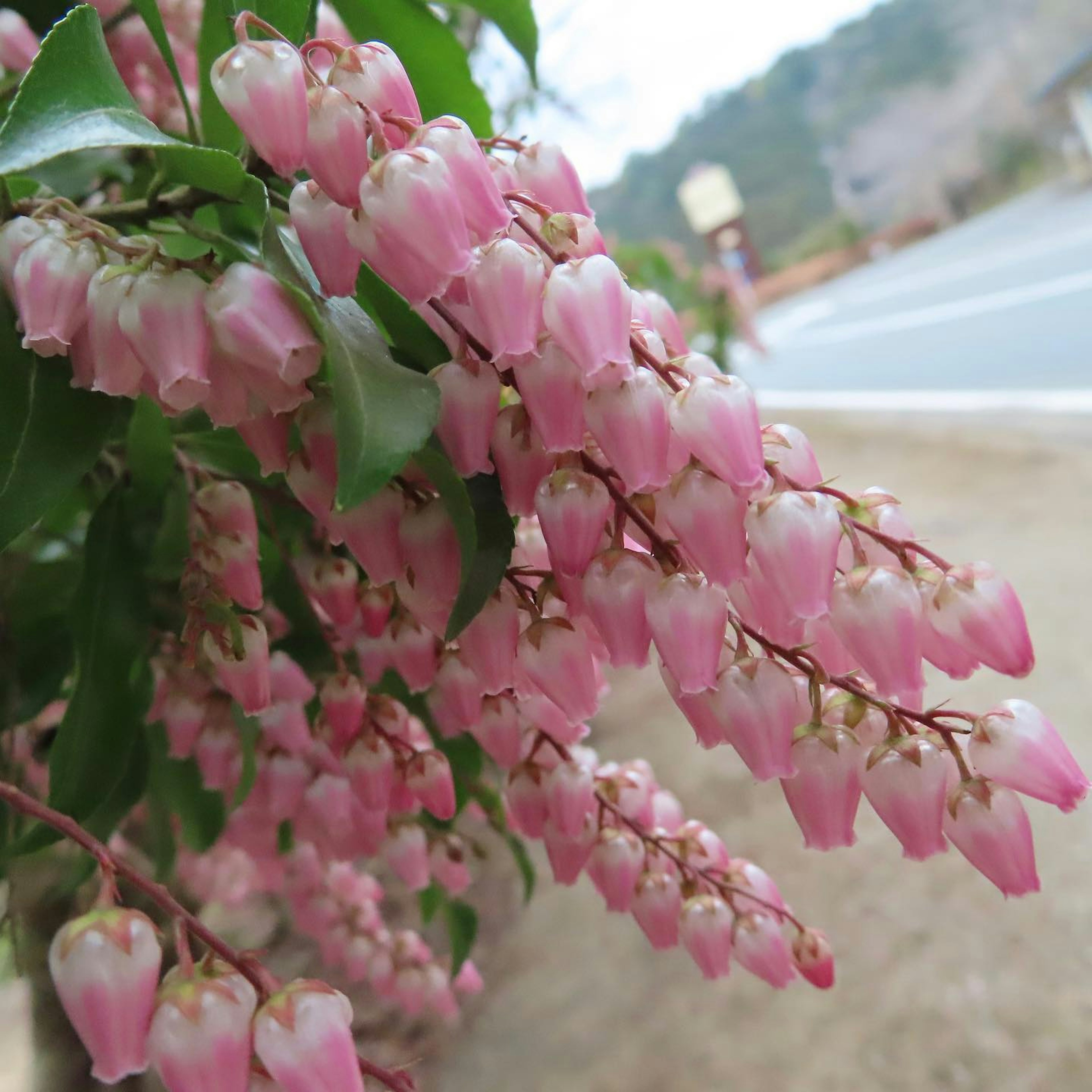 Nahaufnahme einer Pflanze mit rosa glockenförmigen Blüten in Trauben