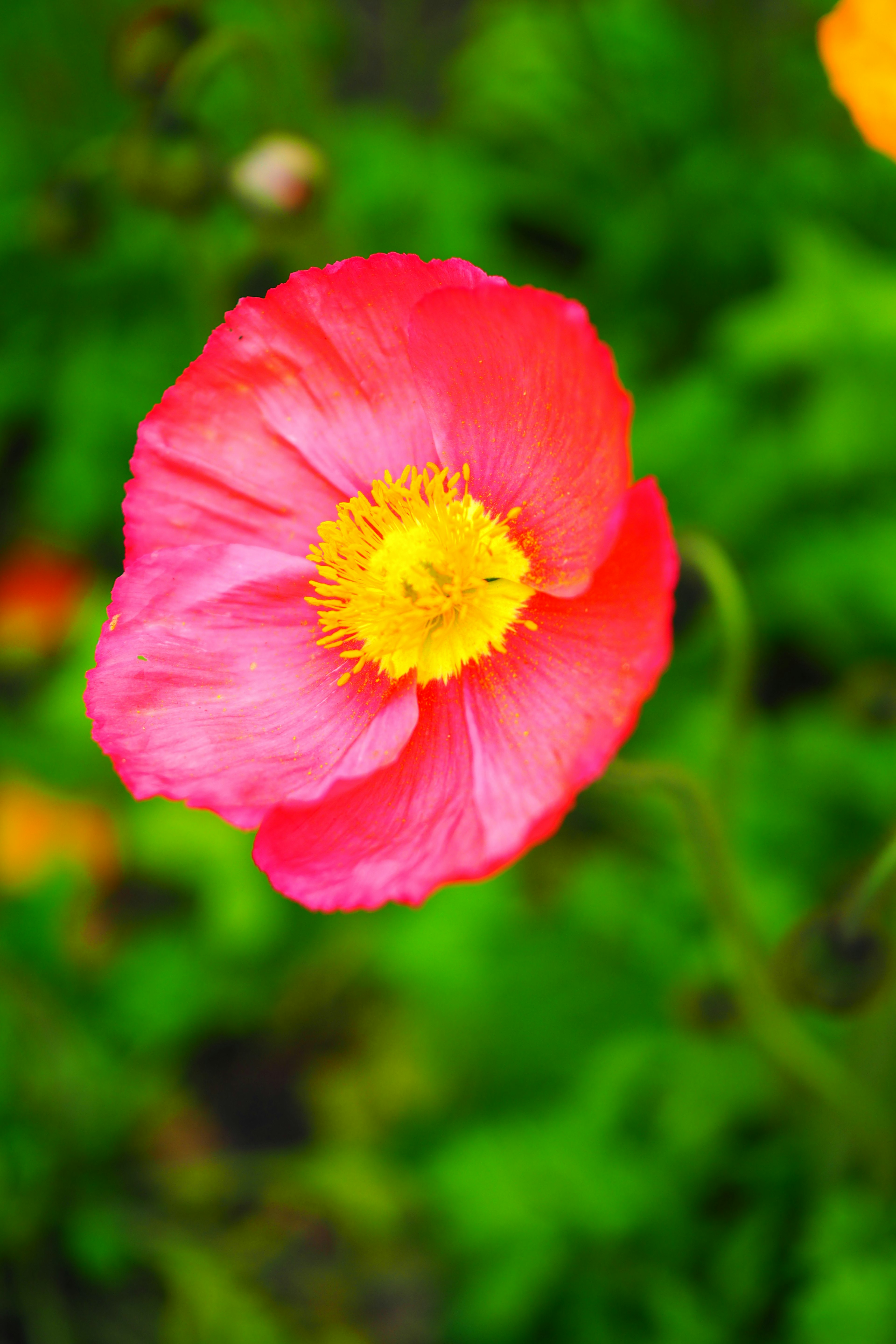 Flor rosa vibrante con centro amarillo