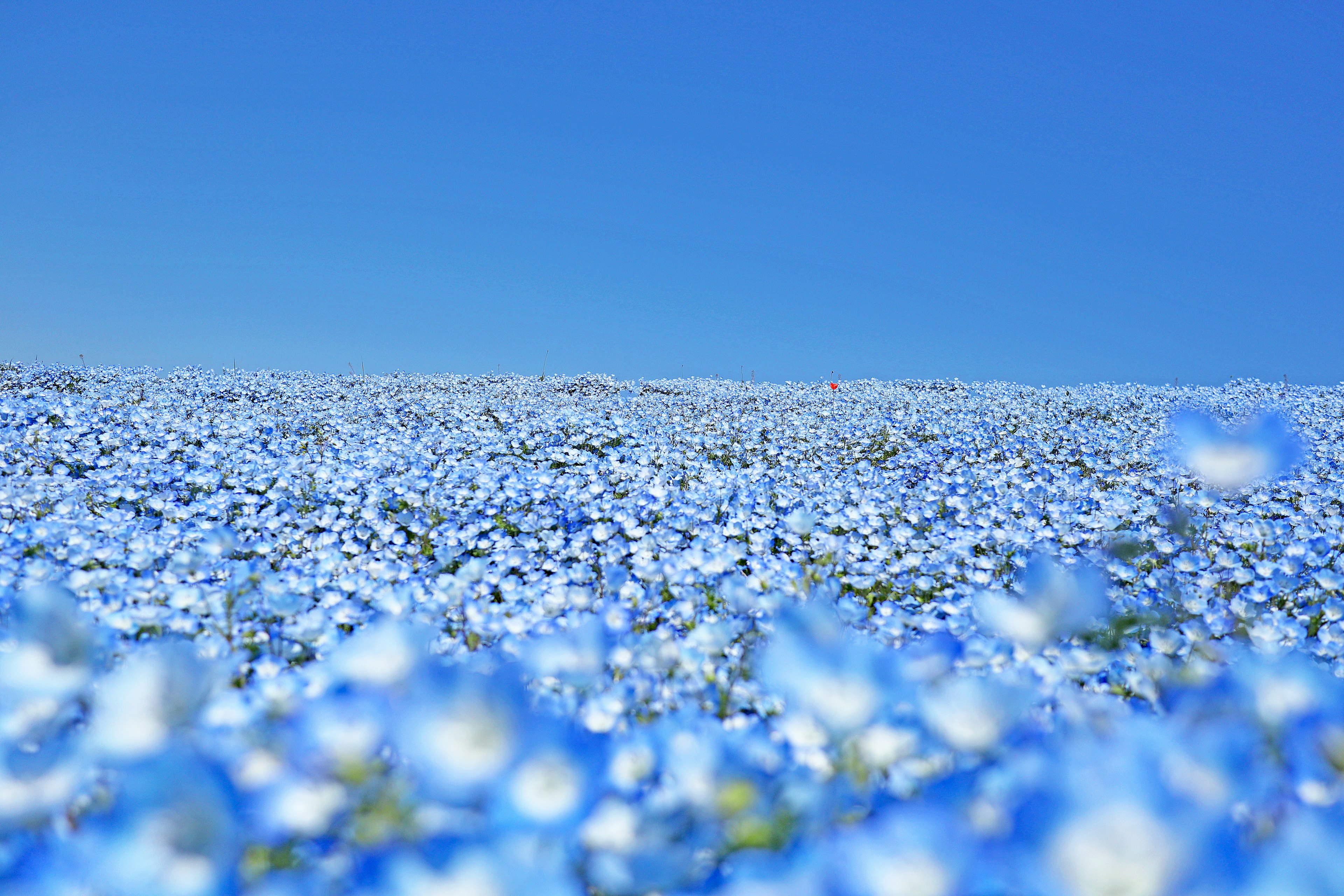 Field of blue flowers under a clear blue sky