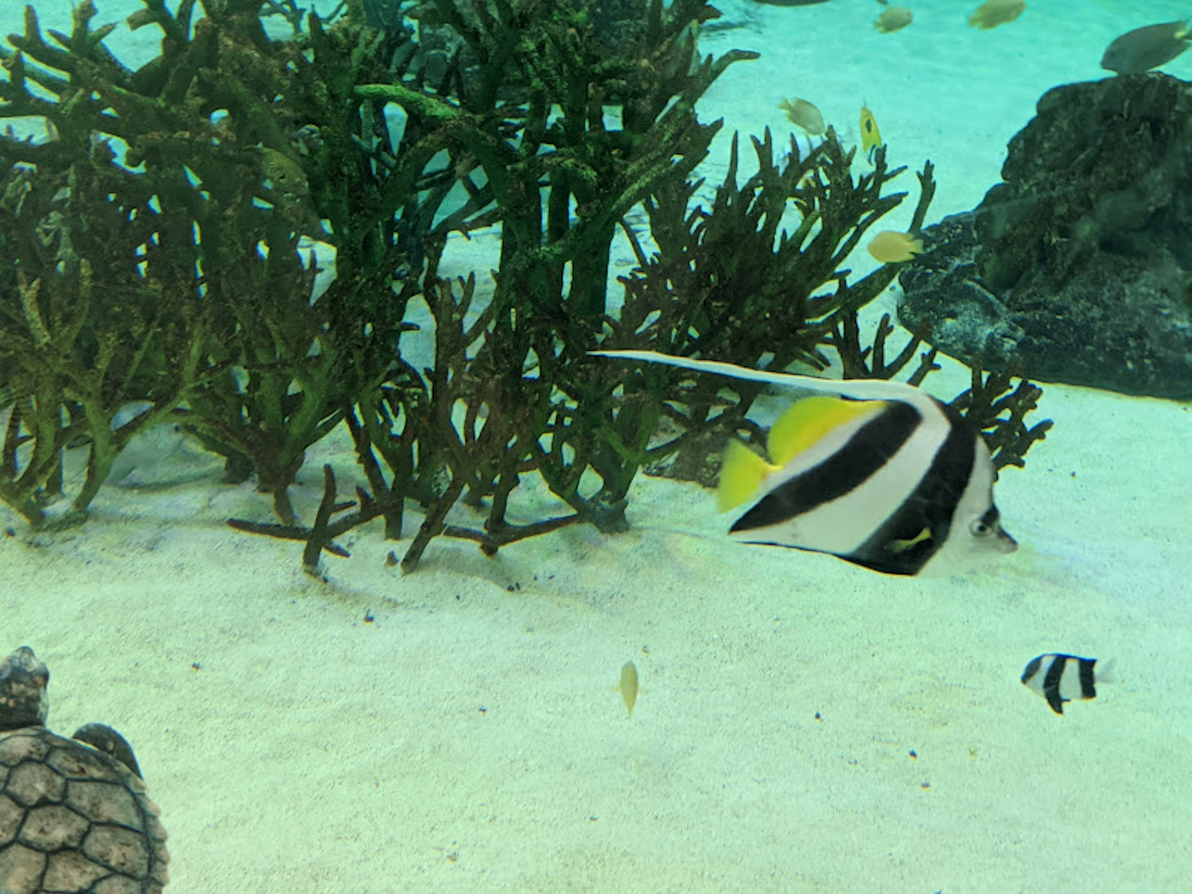 Underwater scene with coral and fish featuring a yellow and black patterned fish among seaweed