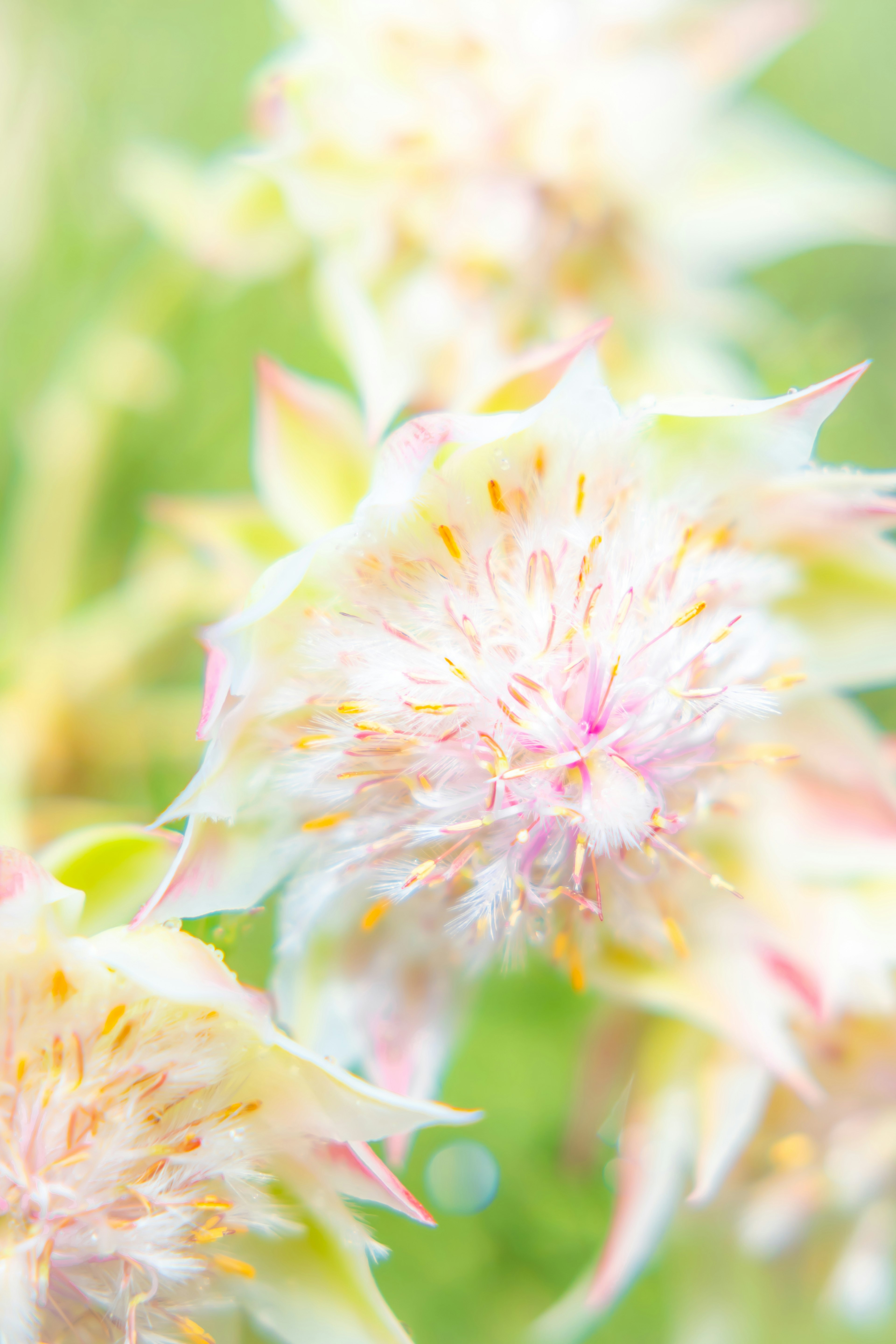 Nahaufnahme von blühenden Blumen mit zarten Blütenblättern in sanften Farben