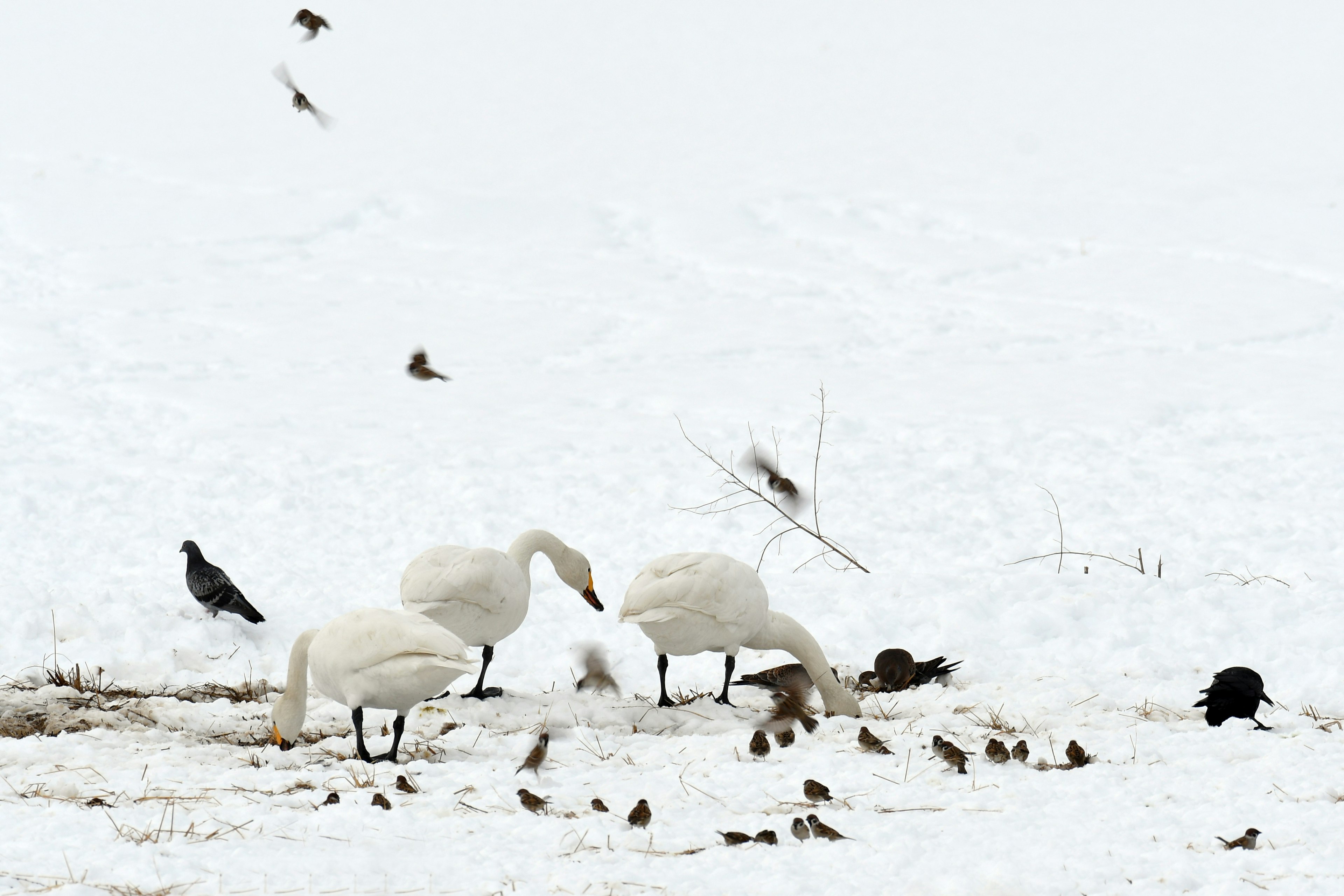 Cisnes y pequeños pájaros buscando comida en la nieve