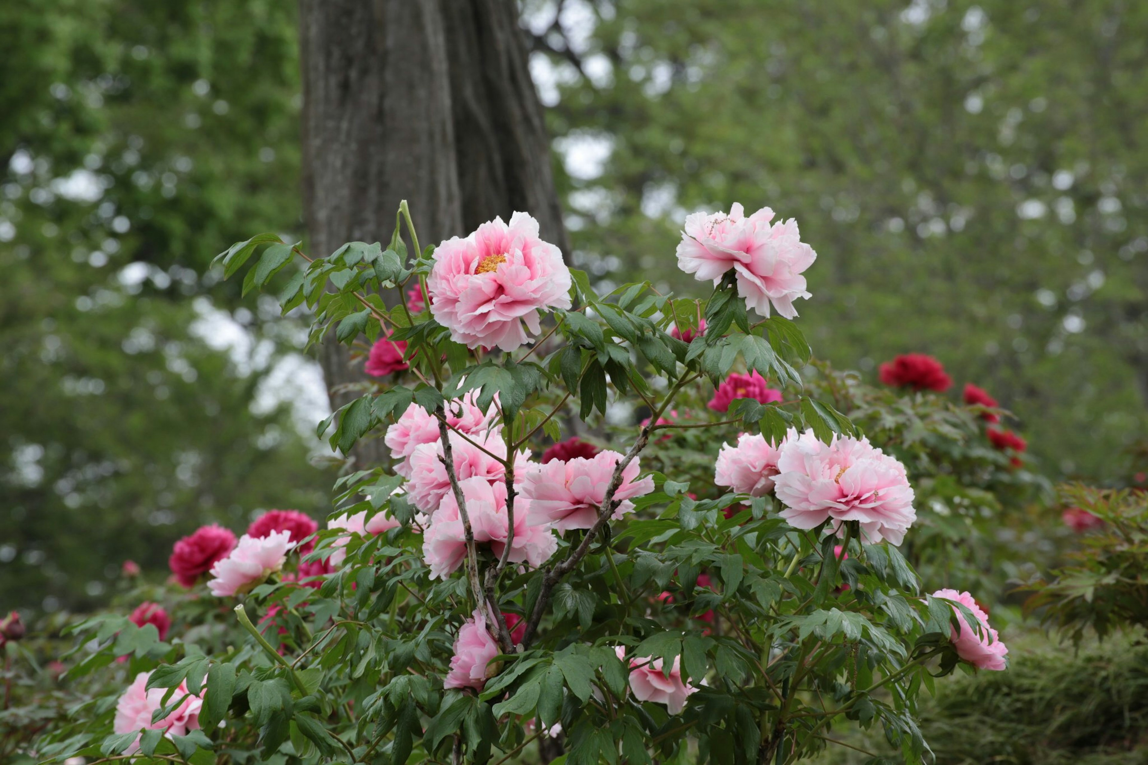 花园场景，盛开的粉色和红色花朵