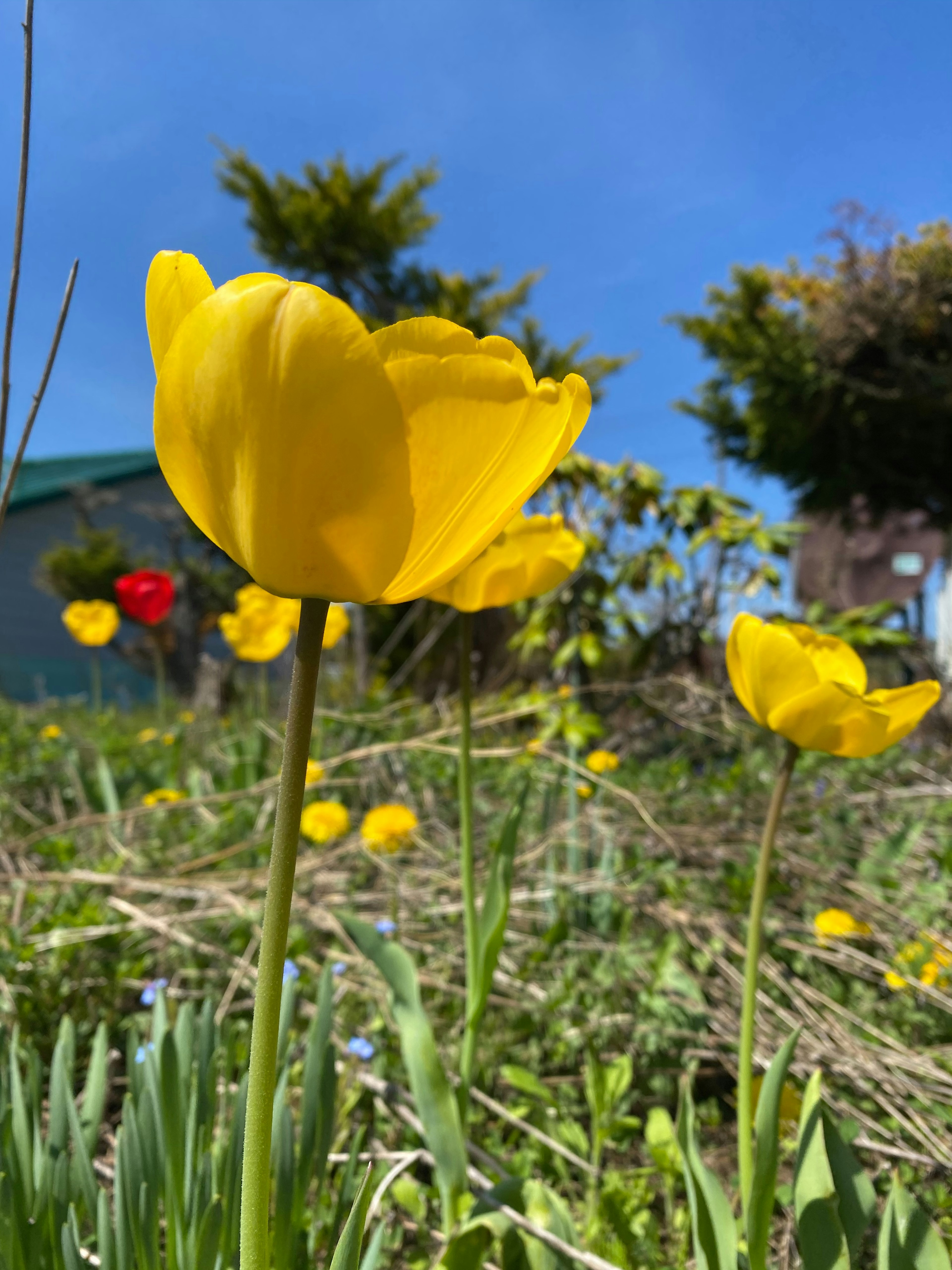 Vibrant yellow tulips blooming in a landscape with blue sky and green grass in the background