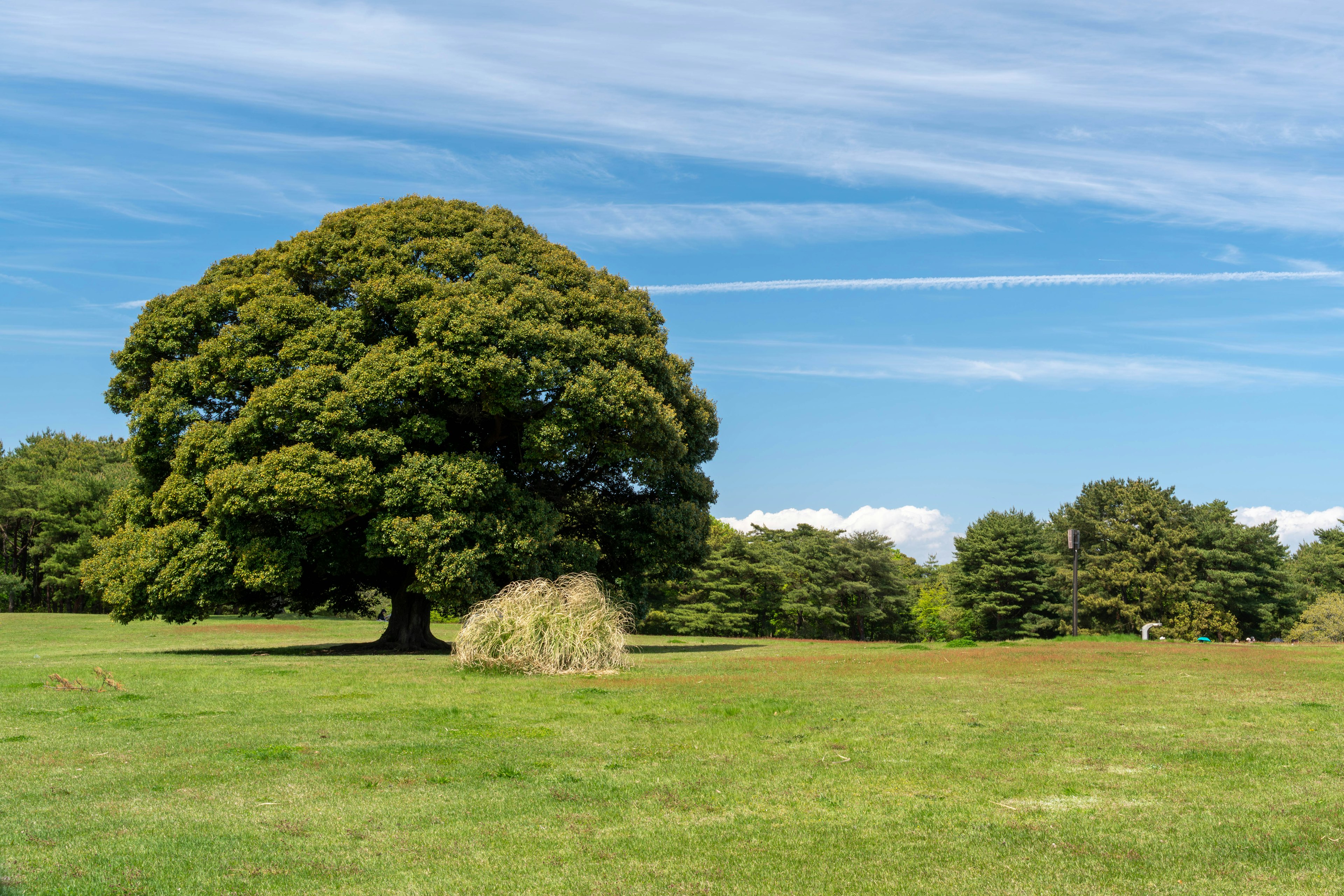 Gran árbol de pie en un vasto prado bajo un cielo azul