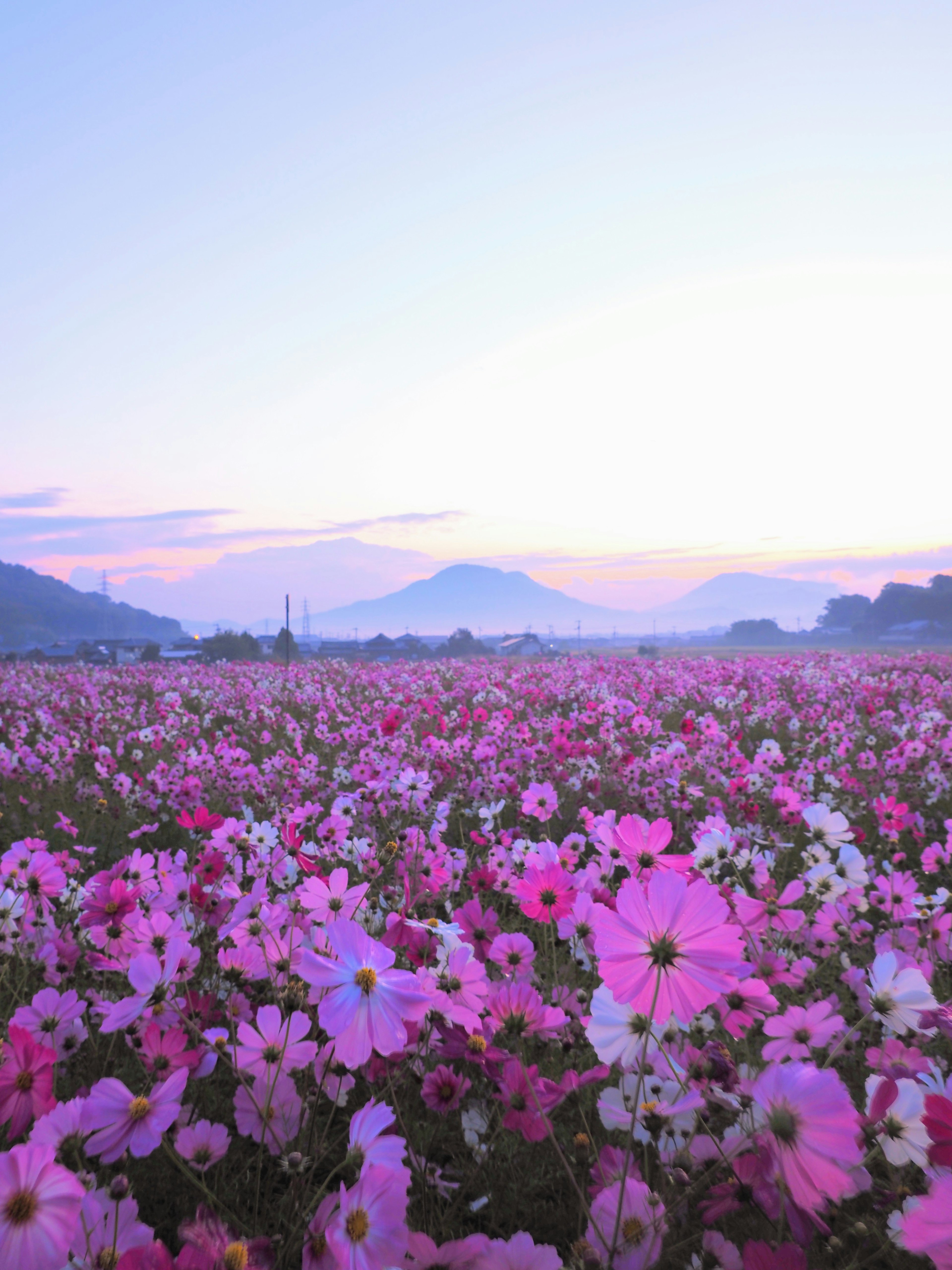 ทุ่งดอกไม้สีชมพูที่กว้างใหญ่พร้อมภูเขาในระยะไกลใต้ท้องฟ้าที่นุ่มนวล